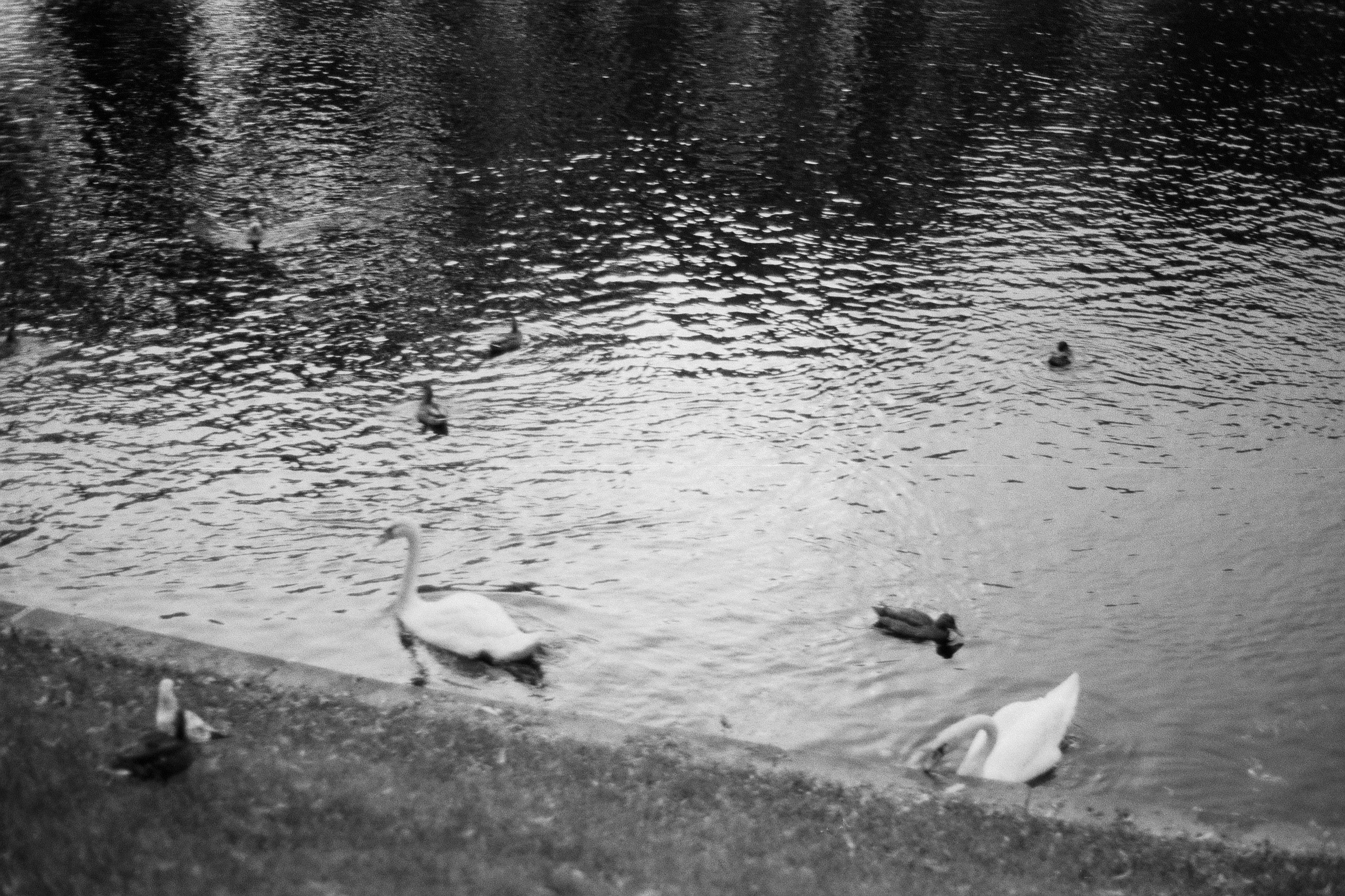 Silberra P400. Natalia Carney — Photographer, Model, Blogger