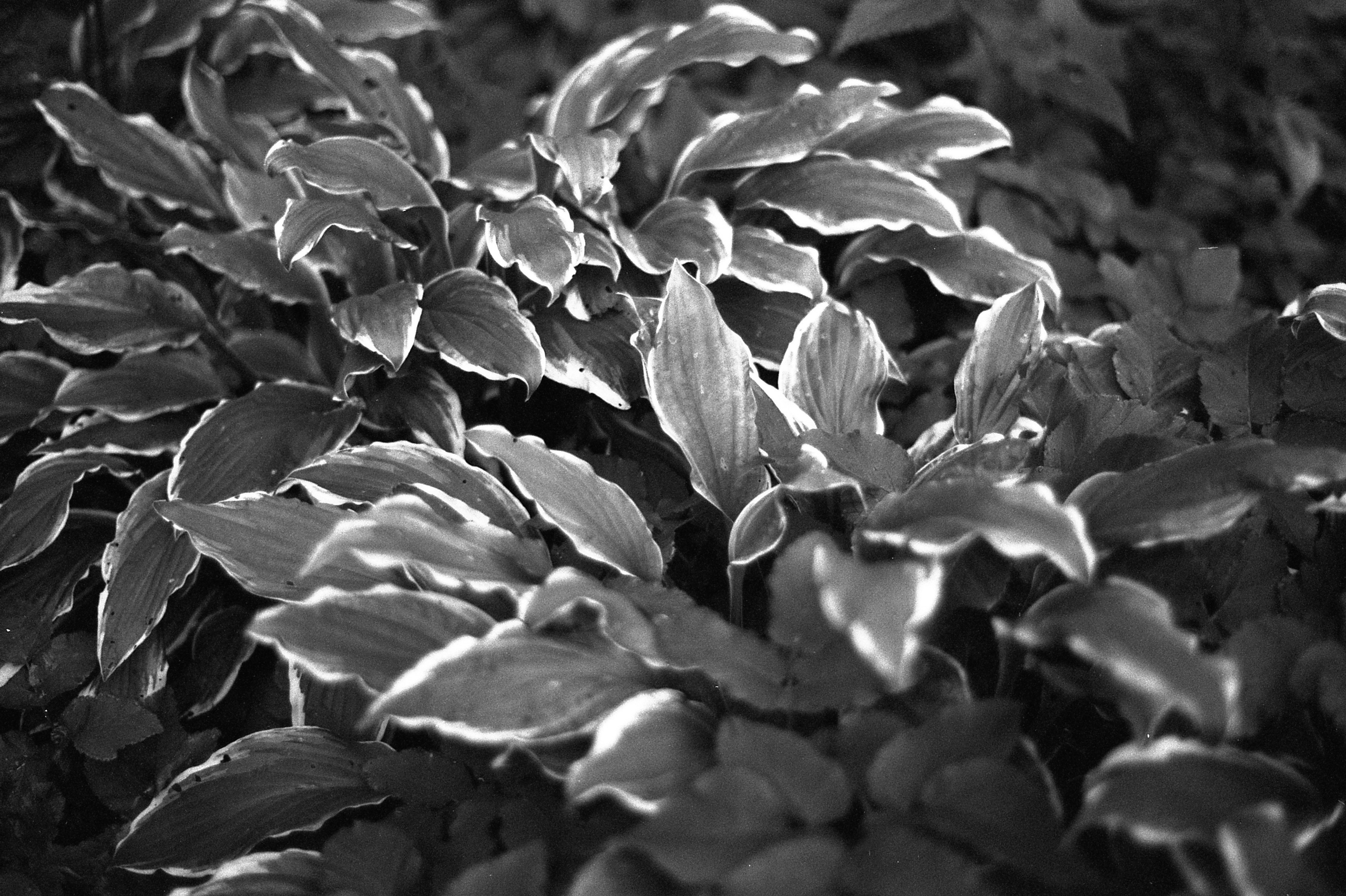 Silberra Ultima 160. Natalia Carney — Photographer, Model, Blogger