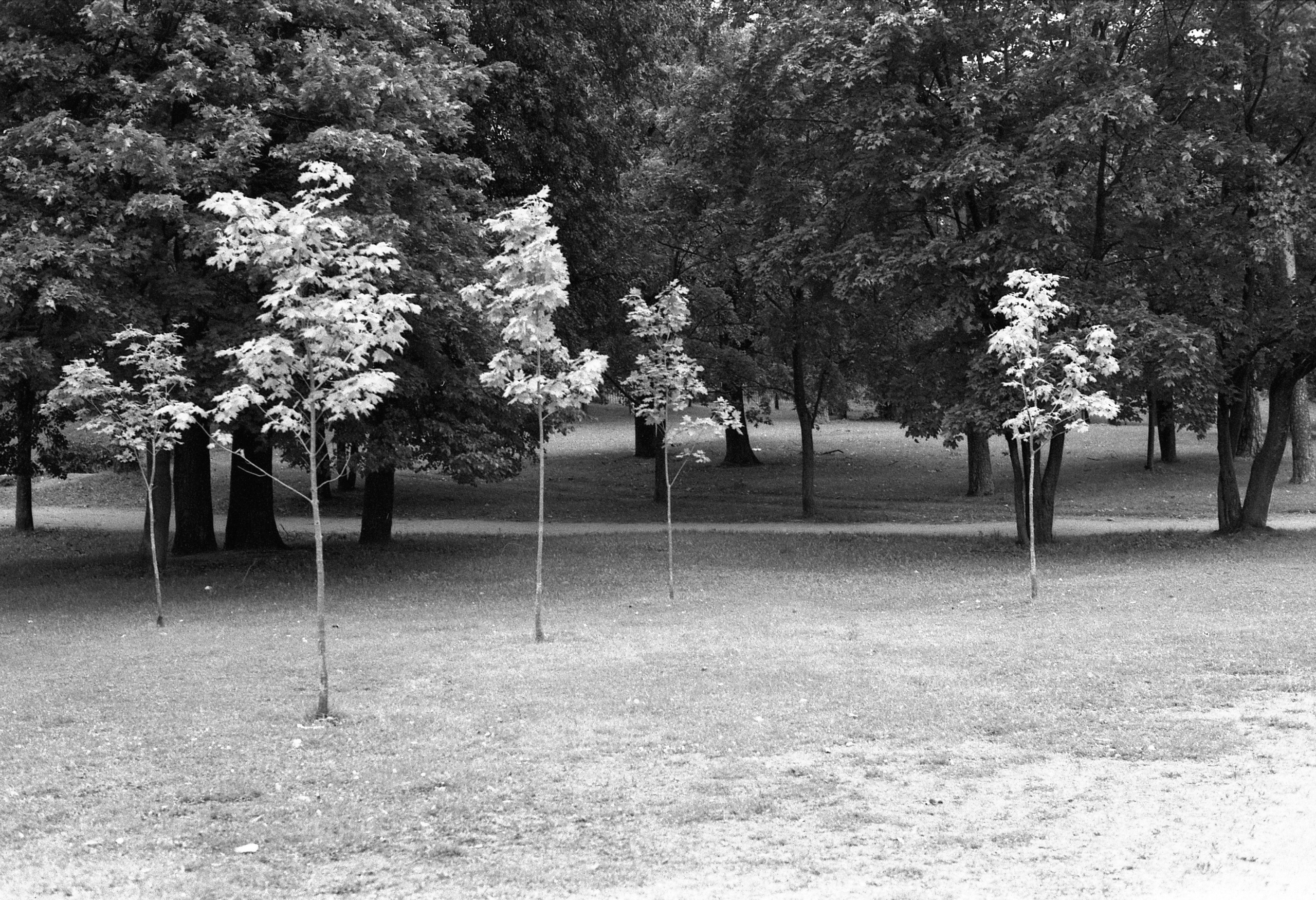 Silberra Ultima 160. Natalia Carney — Photographer, Model, Blogger