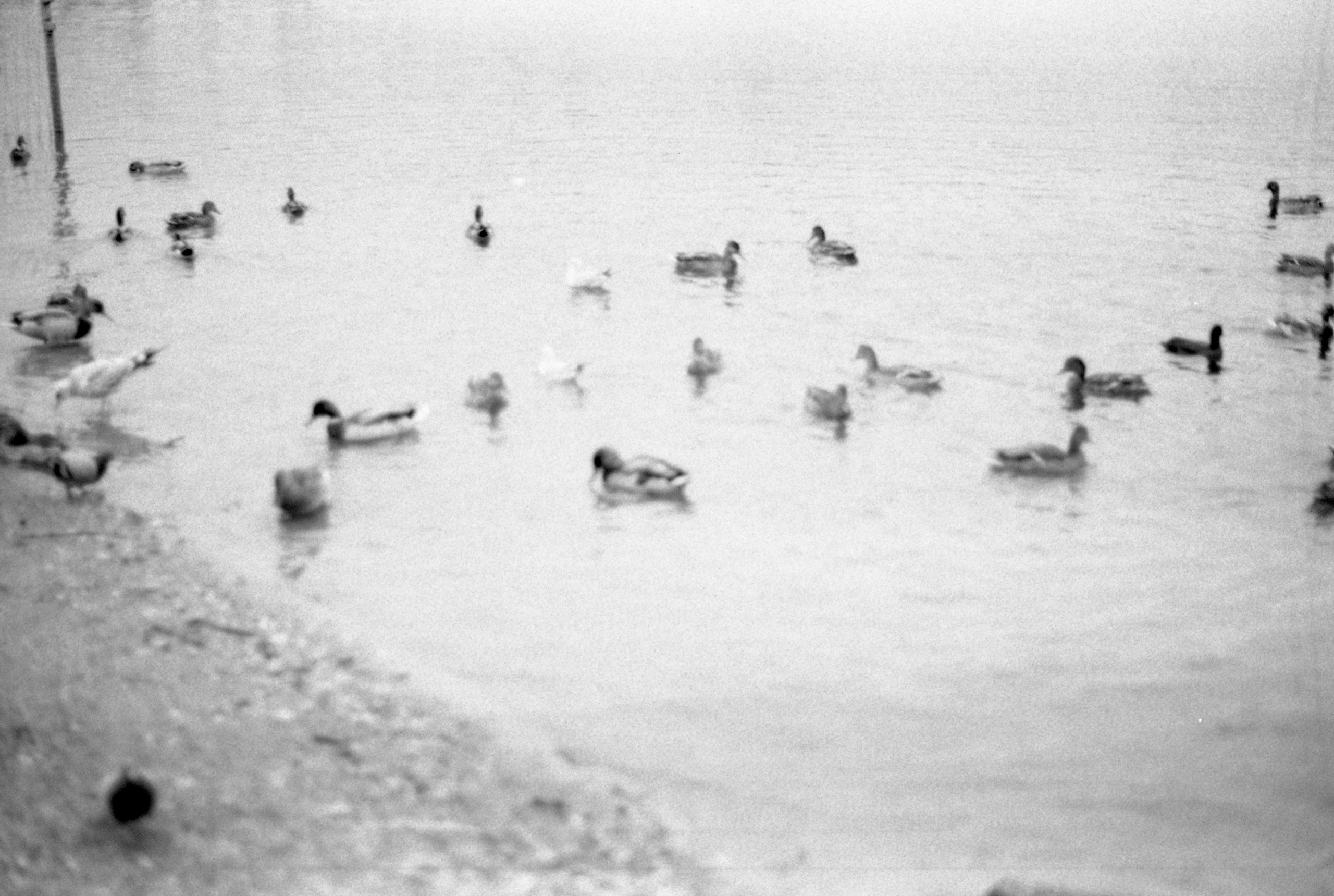 Silberra Ultima 160. Natalia Carney — Photographer, Model, Blogger