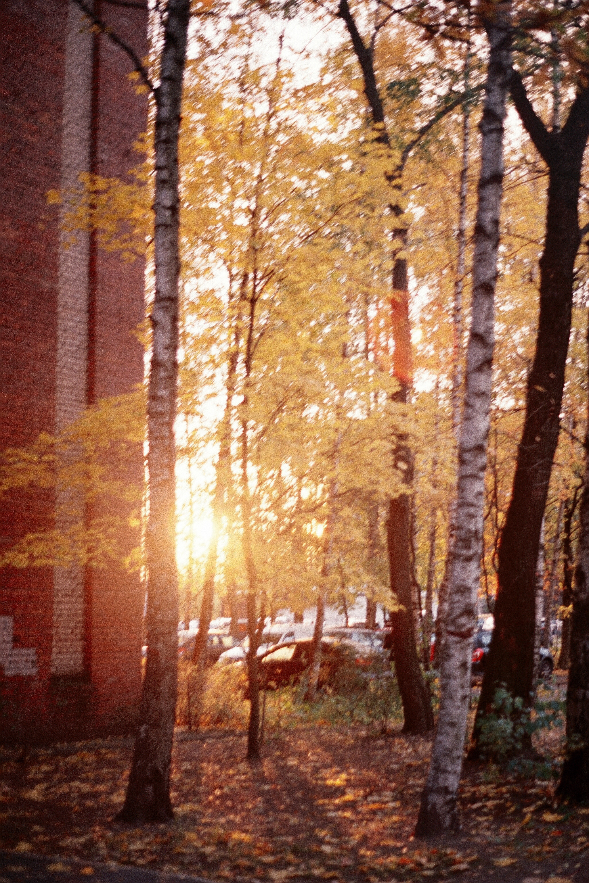 Silberra Color 50. Natalia Carney — Photographer, Model, Blogger