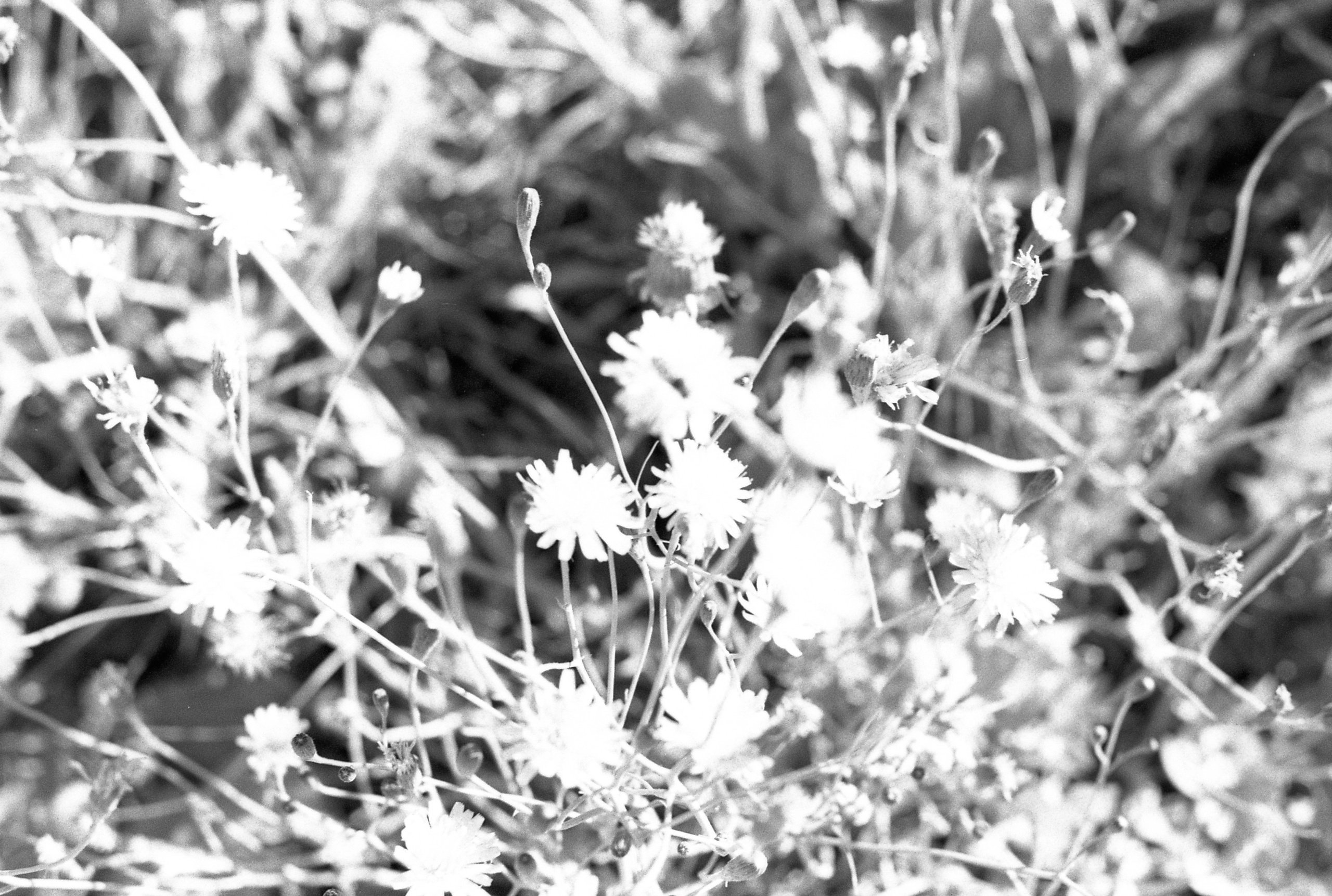 Silberra Ultima 160. Natalia Carney — Photographer, Model, Blogger