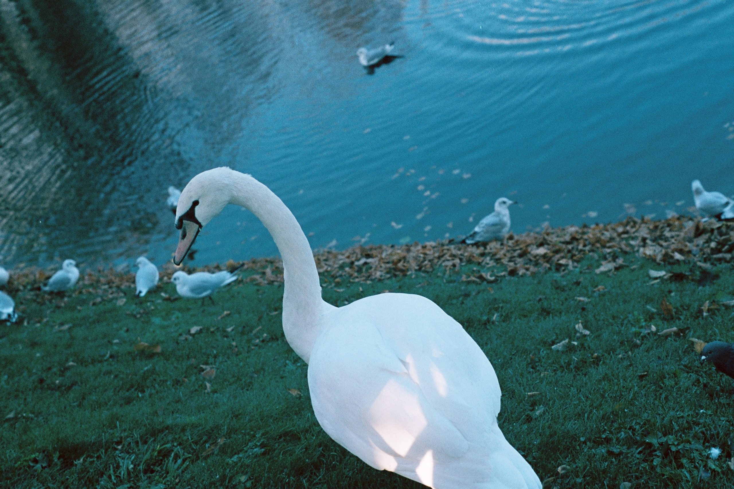 Silberra Color 100. Natalia Carney — Photographer, Model, Blogger