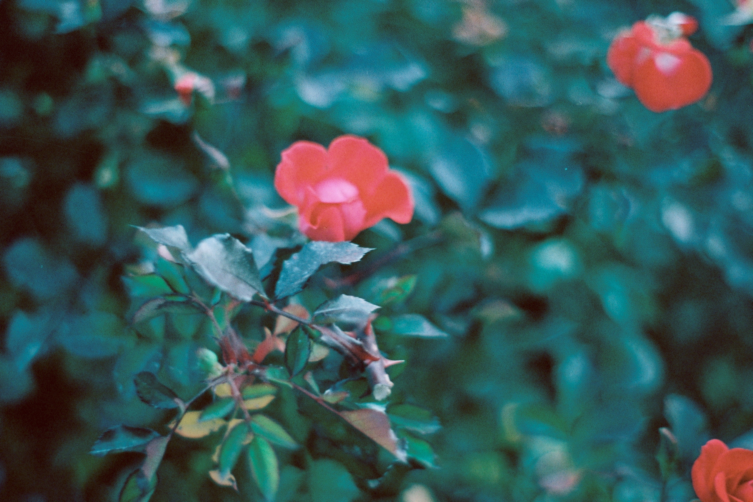 Silberra Color 100. Natalia Carney — Photographer, Model, Blogger