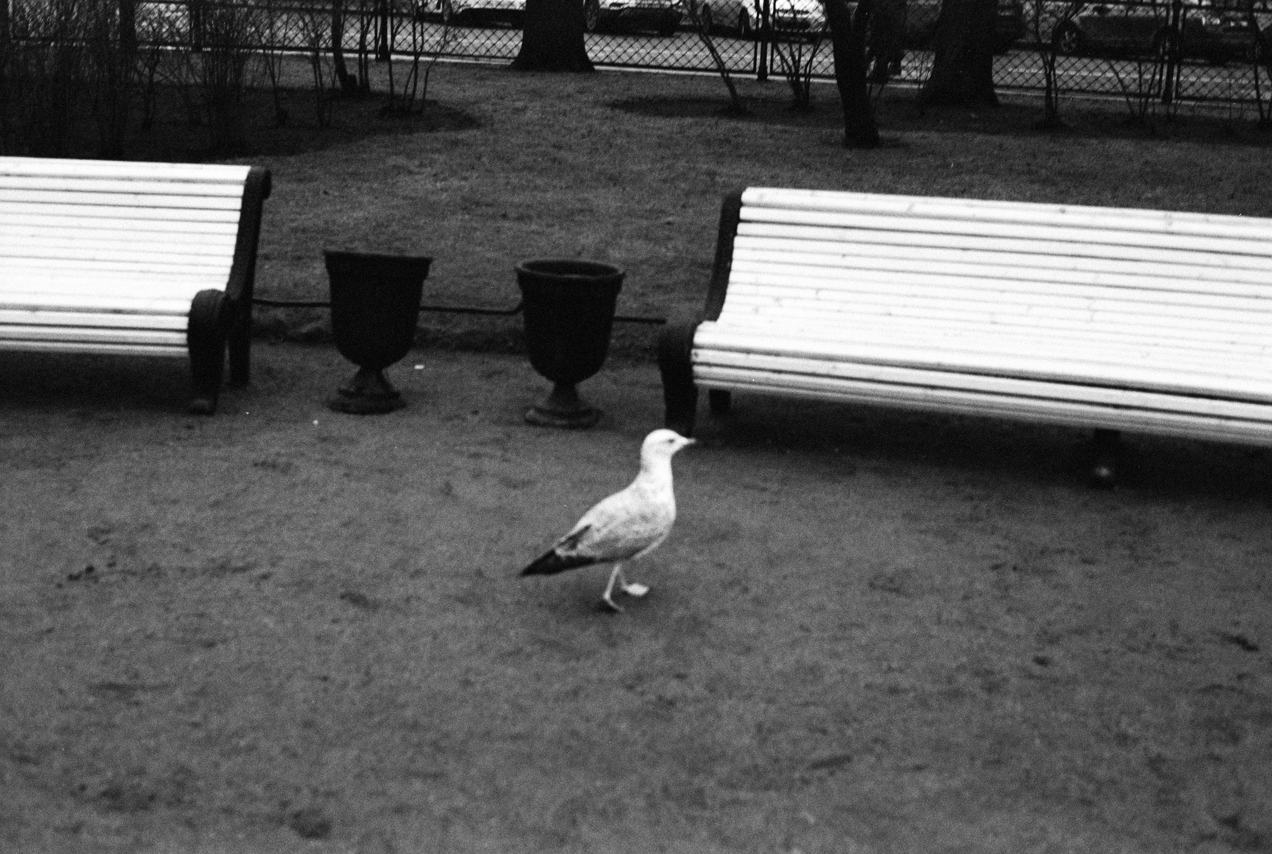 Silberra Pan 160. Natalia Carney — Photographer, Model, Blogger