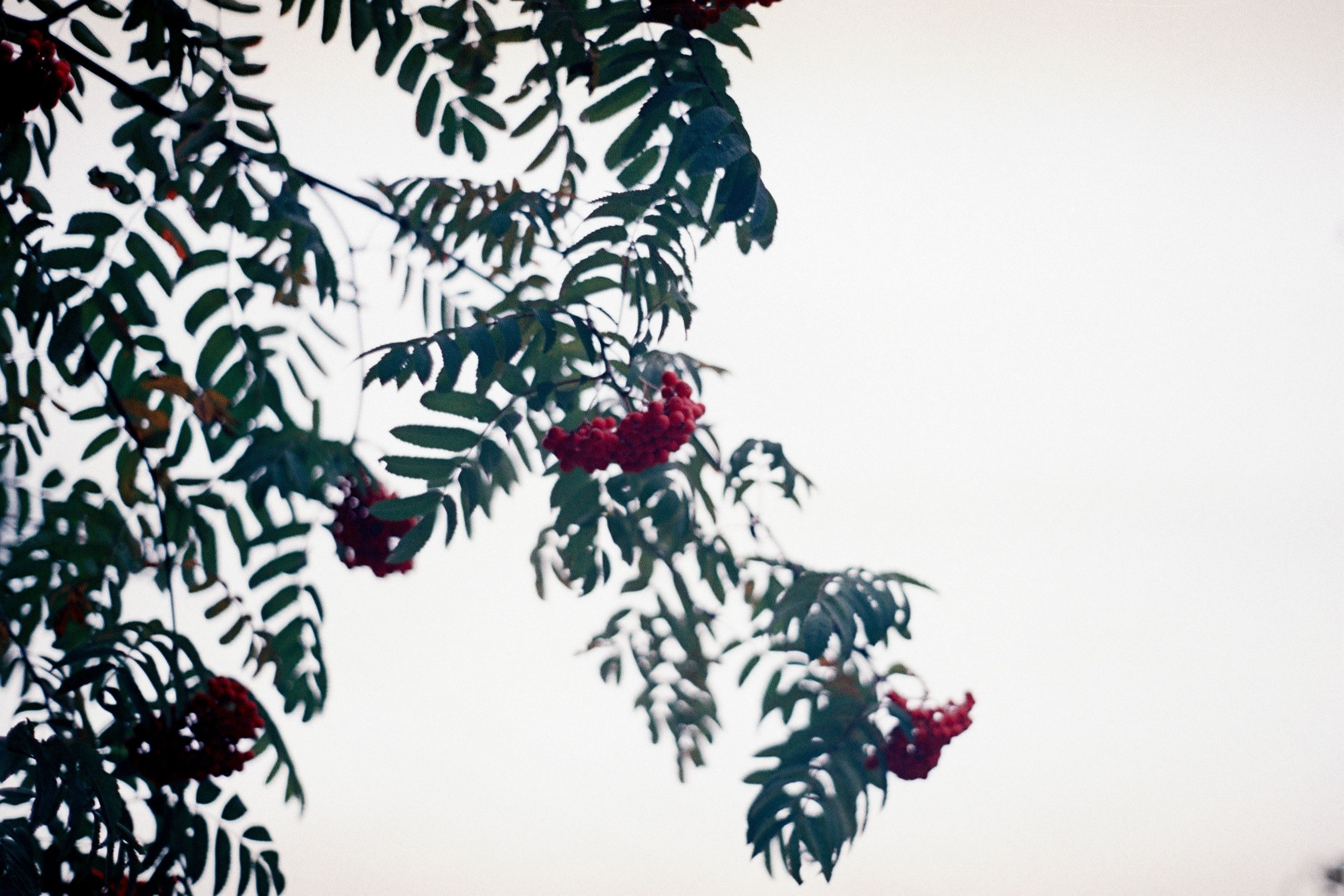 Silberra Color 50. Natalia Carney — Photographer, Model, Blogger