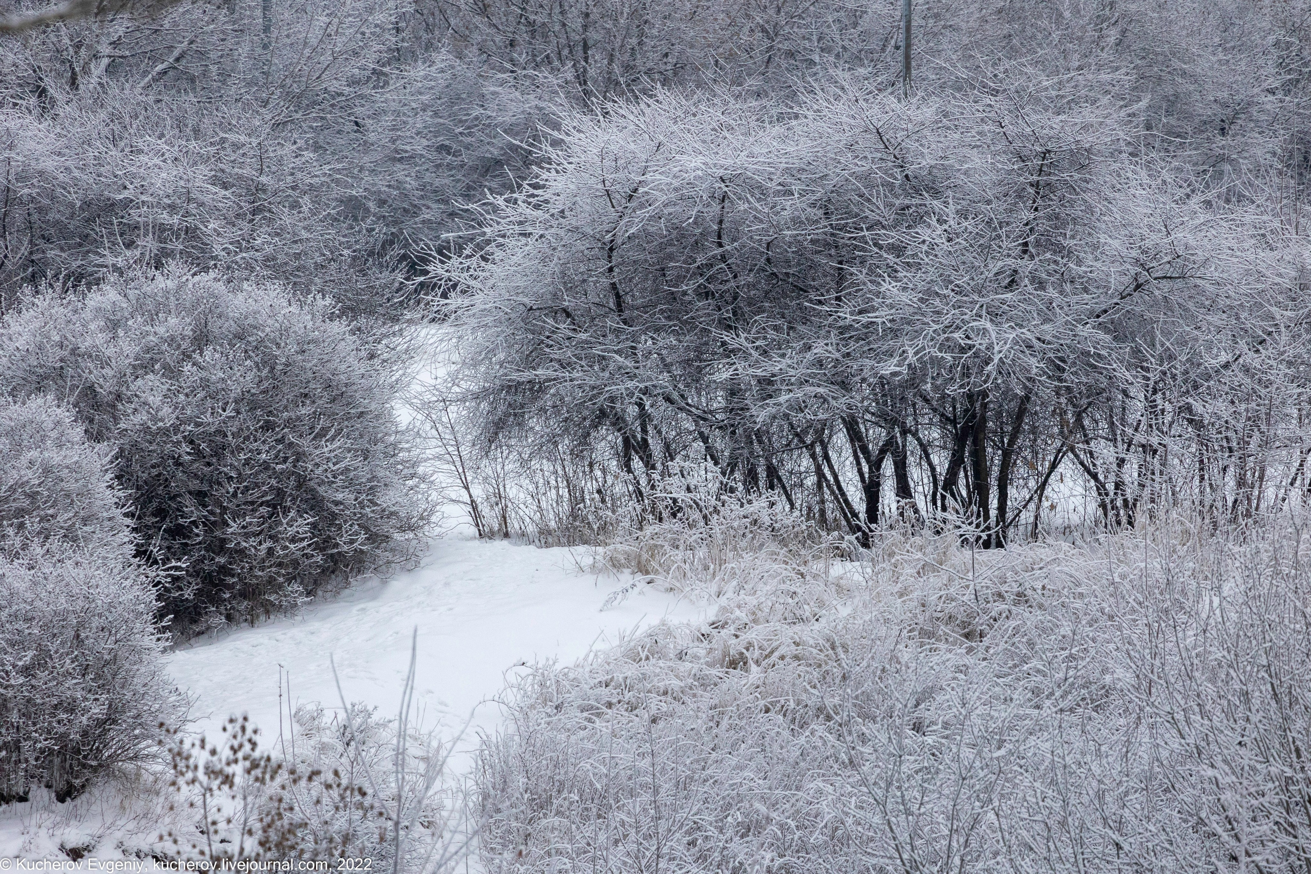 Коломенское. Кучеров Евгений. Фотограф