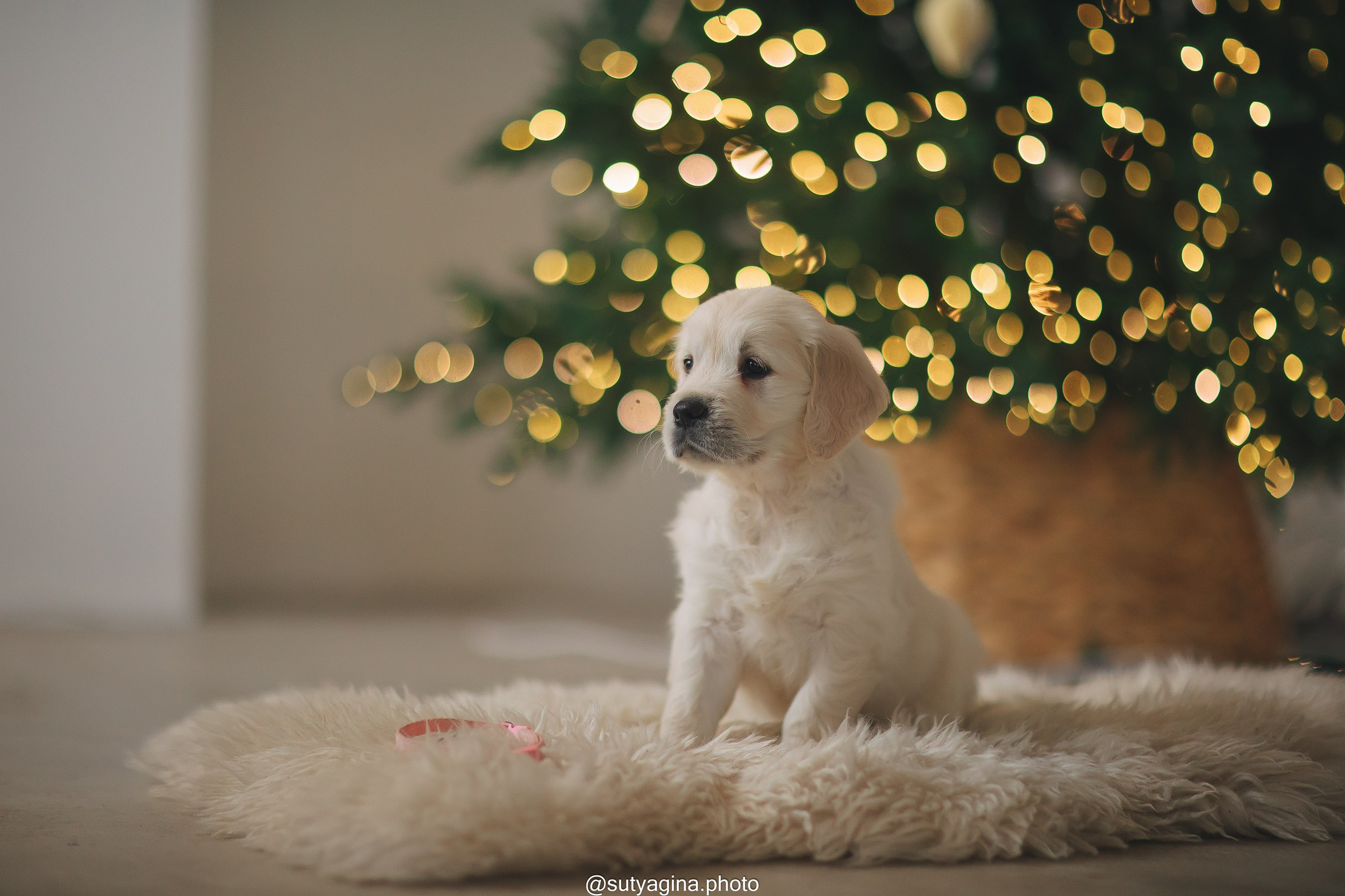 Белая лента. Свадебный и женский фотограф