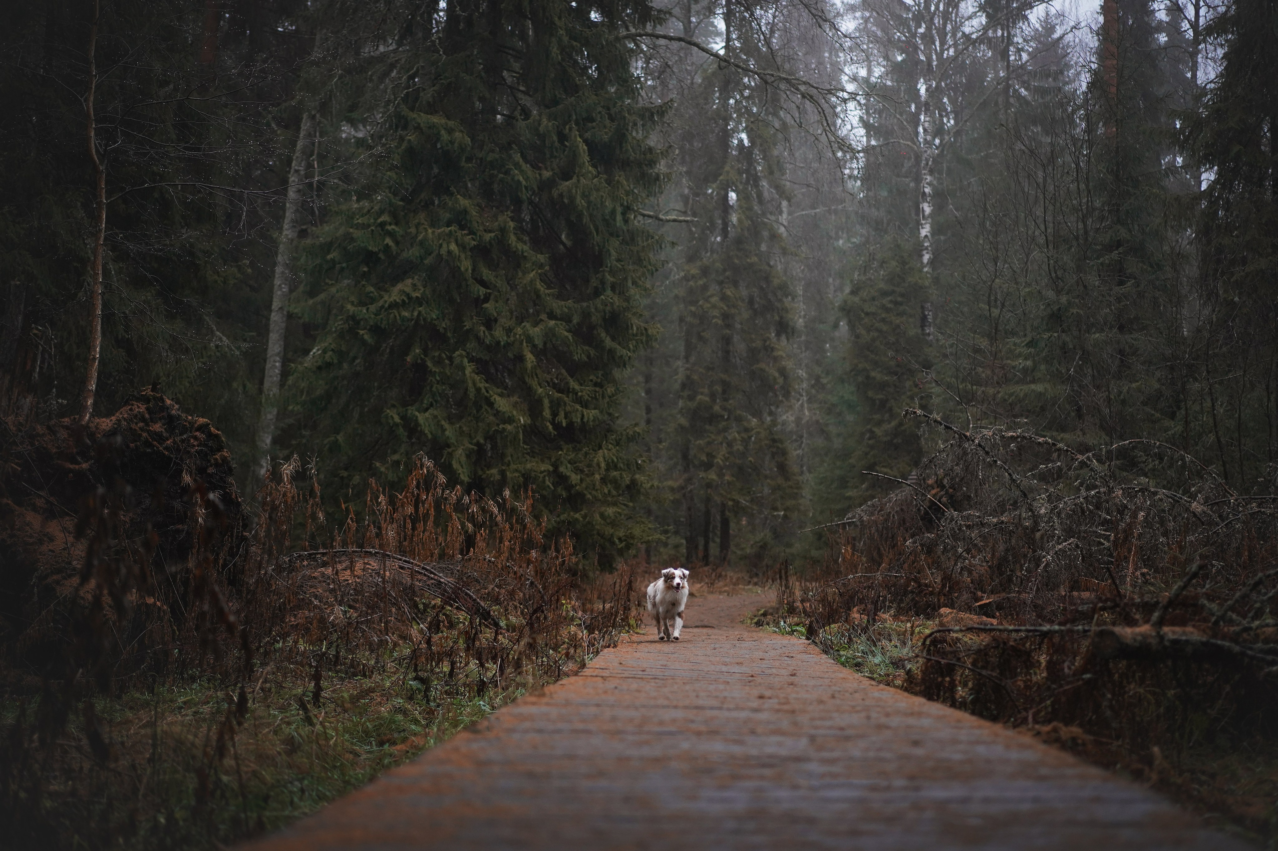 Панда Ноябрь. Фотограф-анималист в Санкт-Петербурге Яна Мартынова