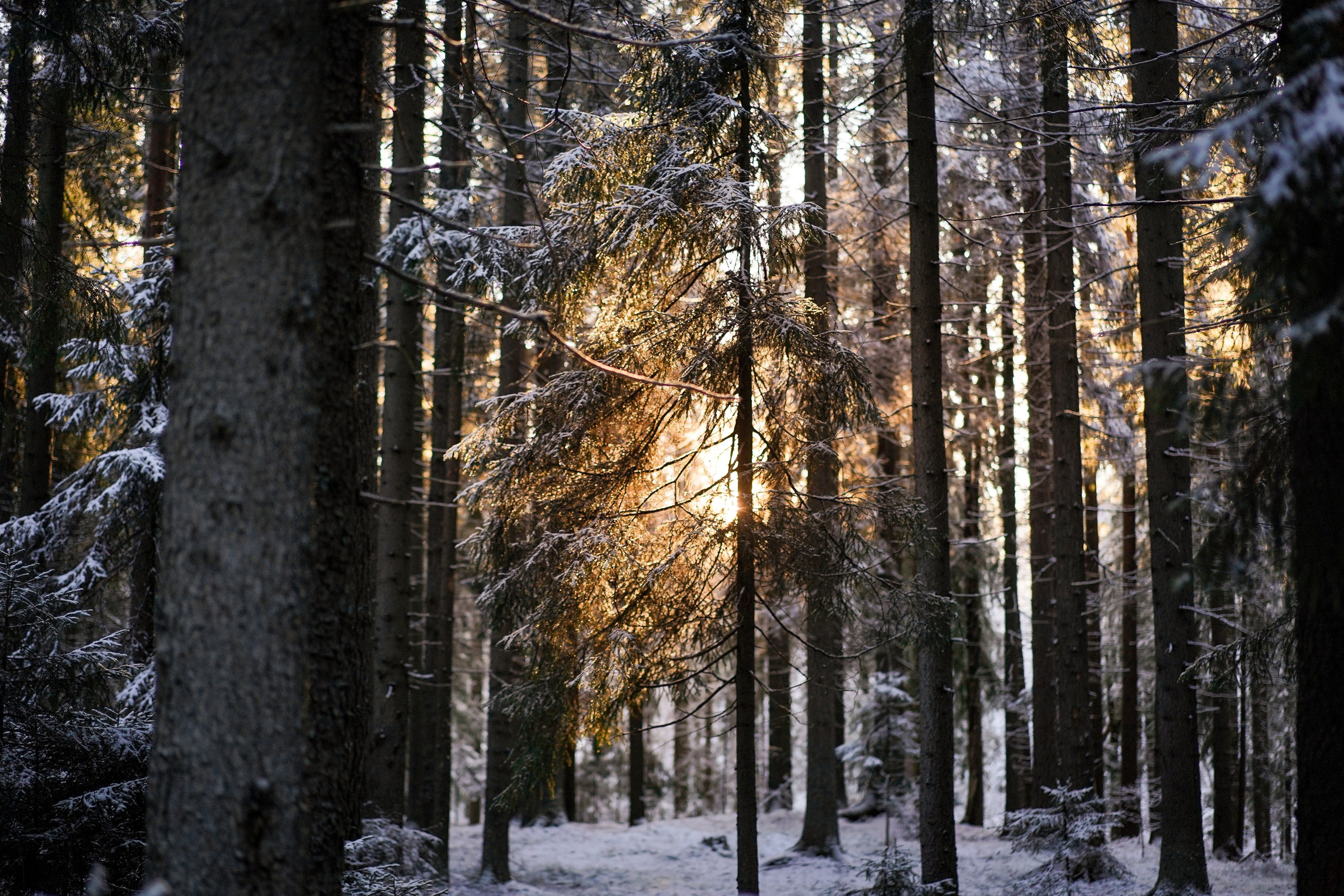 Панда зимний лес. Фотограф-анималист в Санкт-Петербурге Яна Мартынова