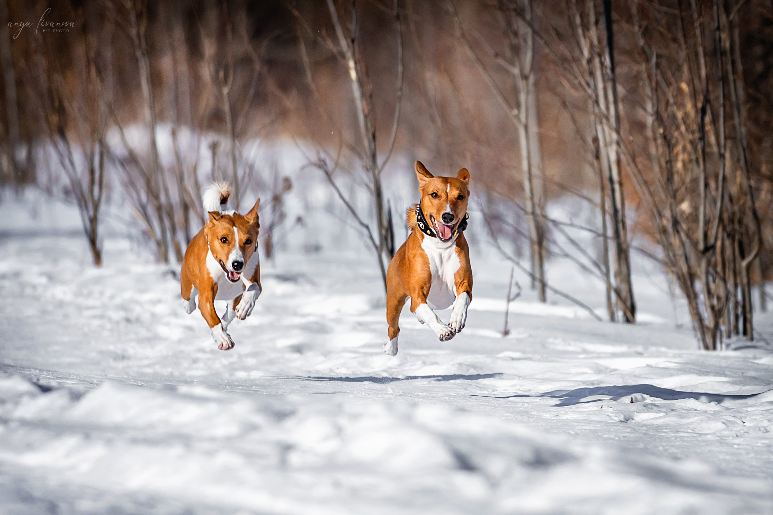 Одри и Ника. Фотограф анималист Аня Ливанова | Рыбинск