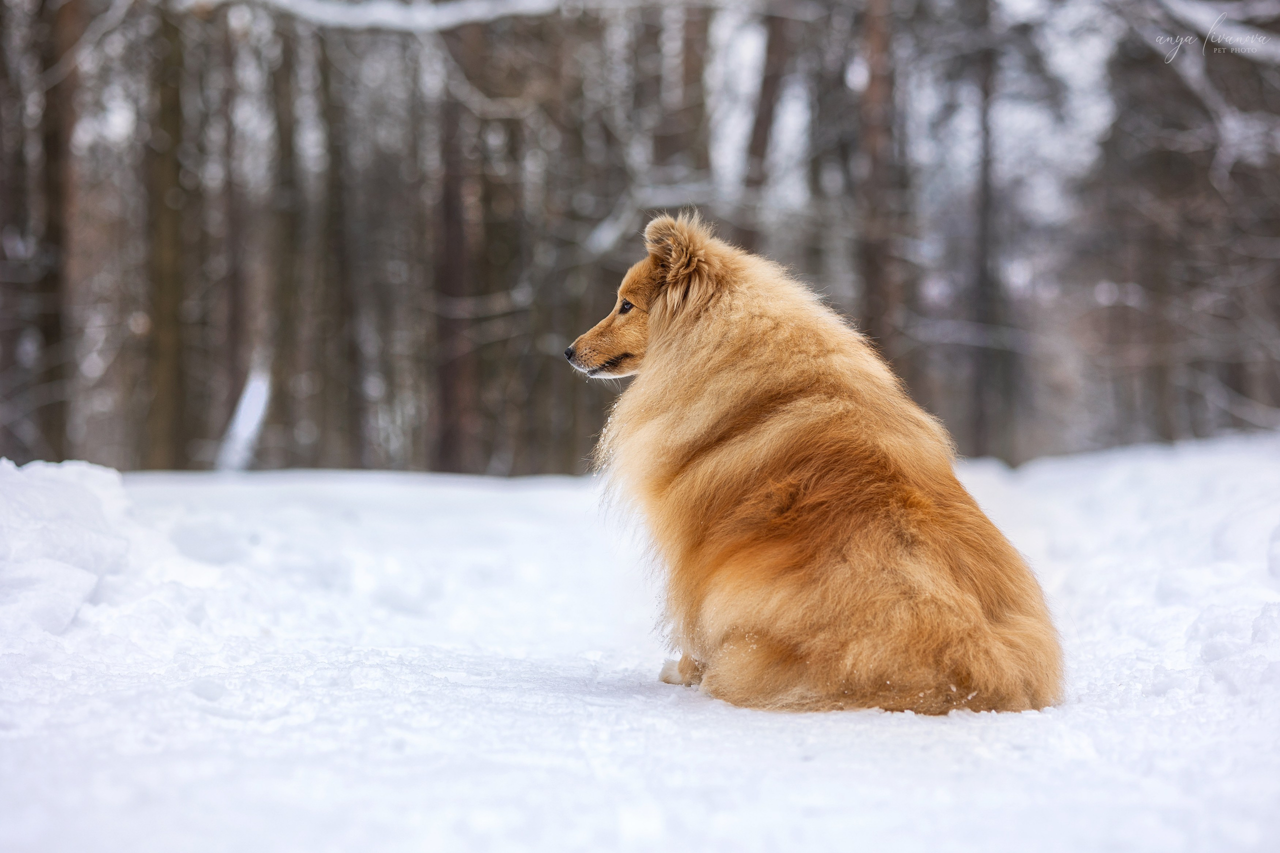 Скиф. Фотограф анималист Аня Ливанова | Рыбинск