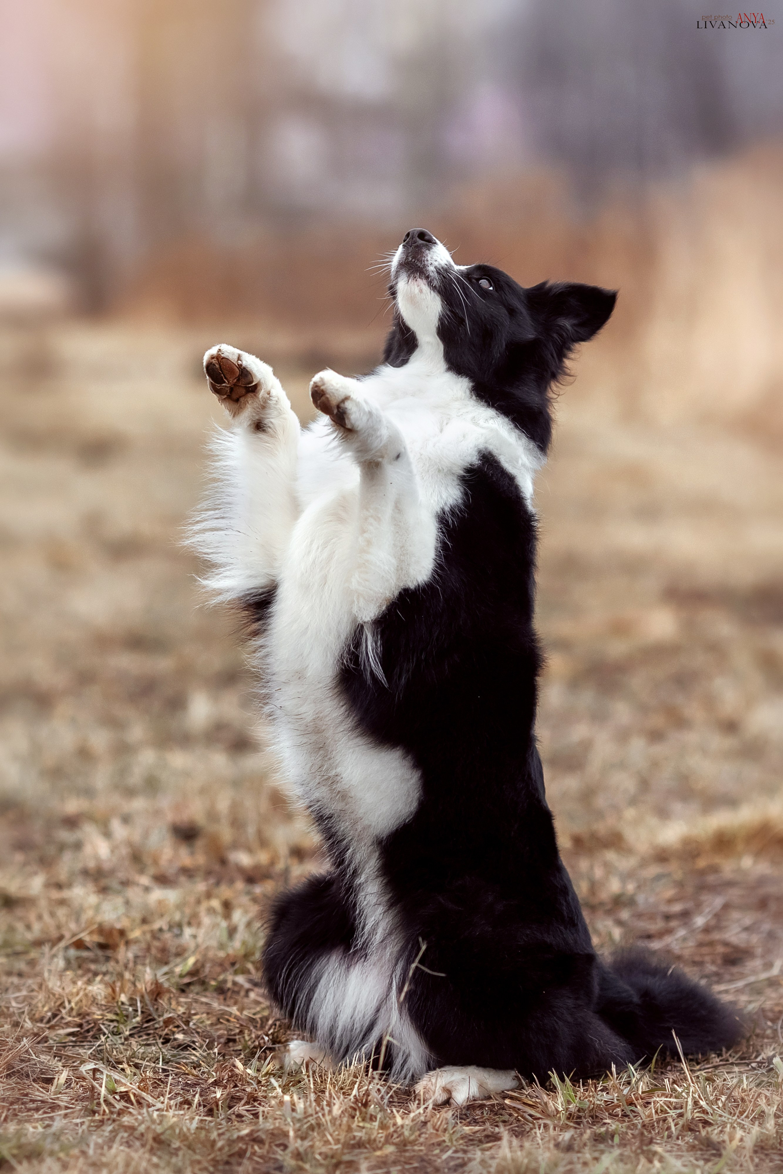 Майли. Фотограф анималист Аня Ливанова | Рыбинск