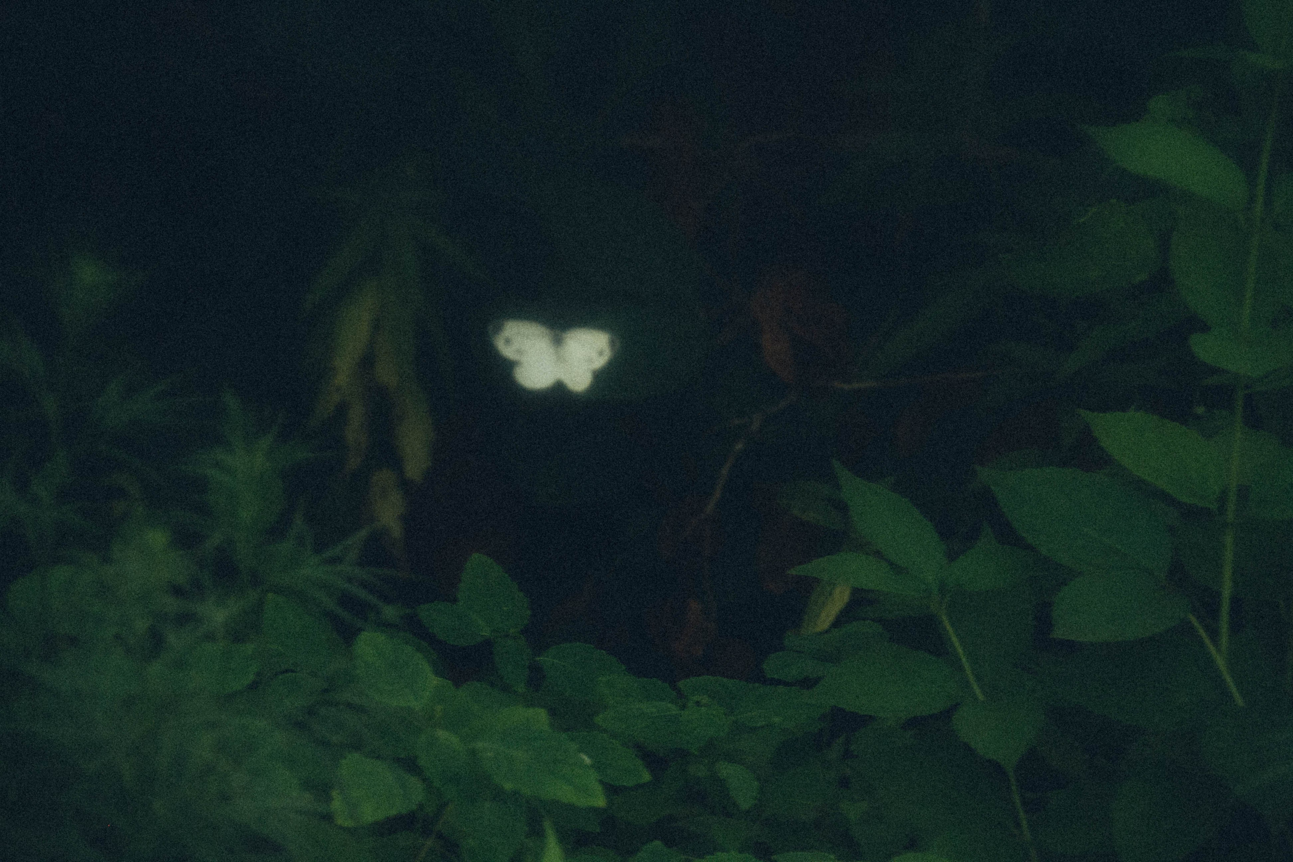 Природа. Darinishna Фэнтези-фотограф Хабаровск