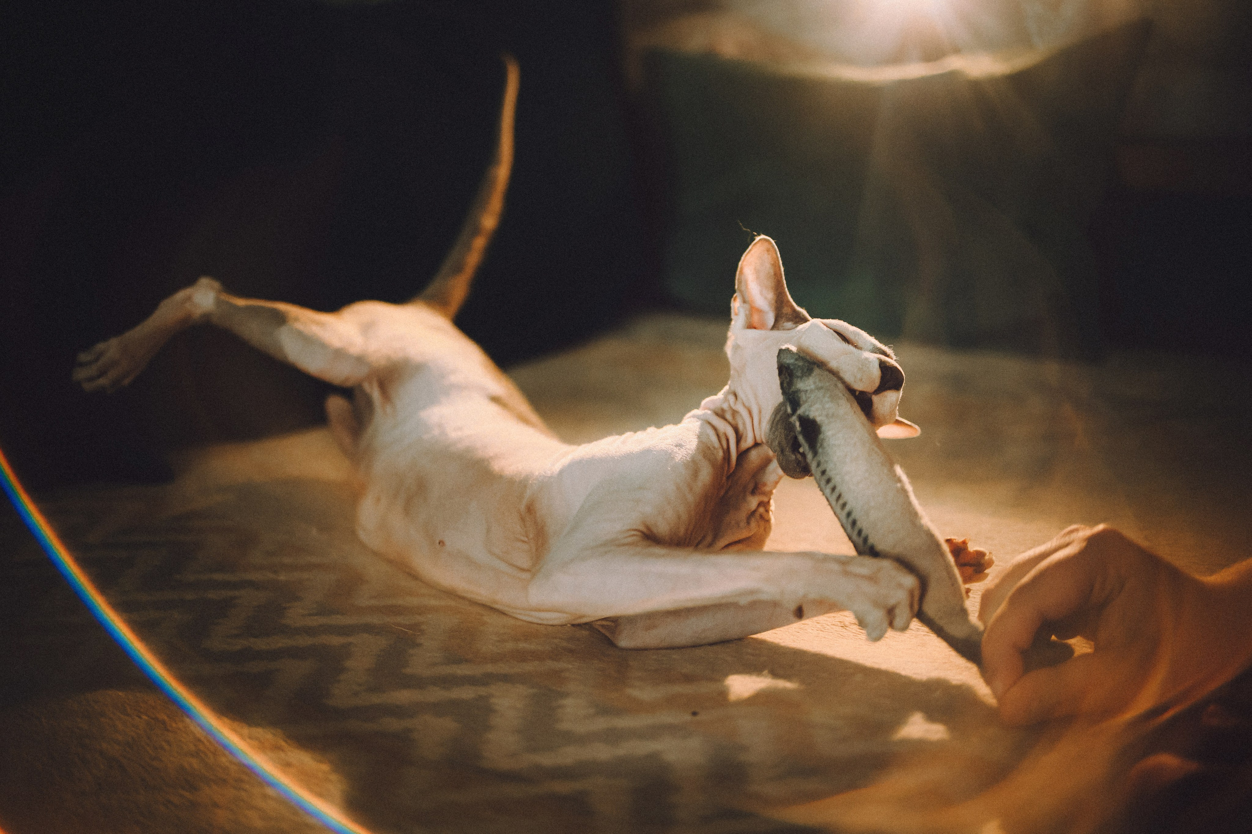 Топик и его семья