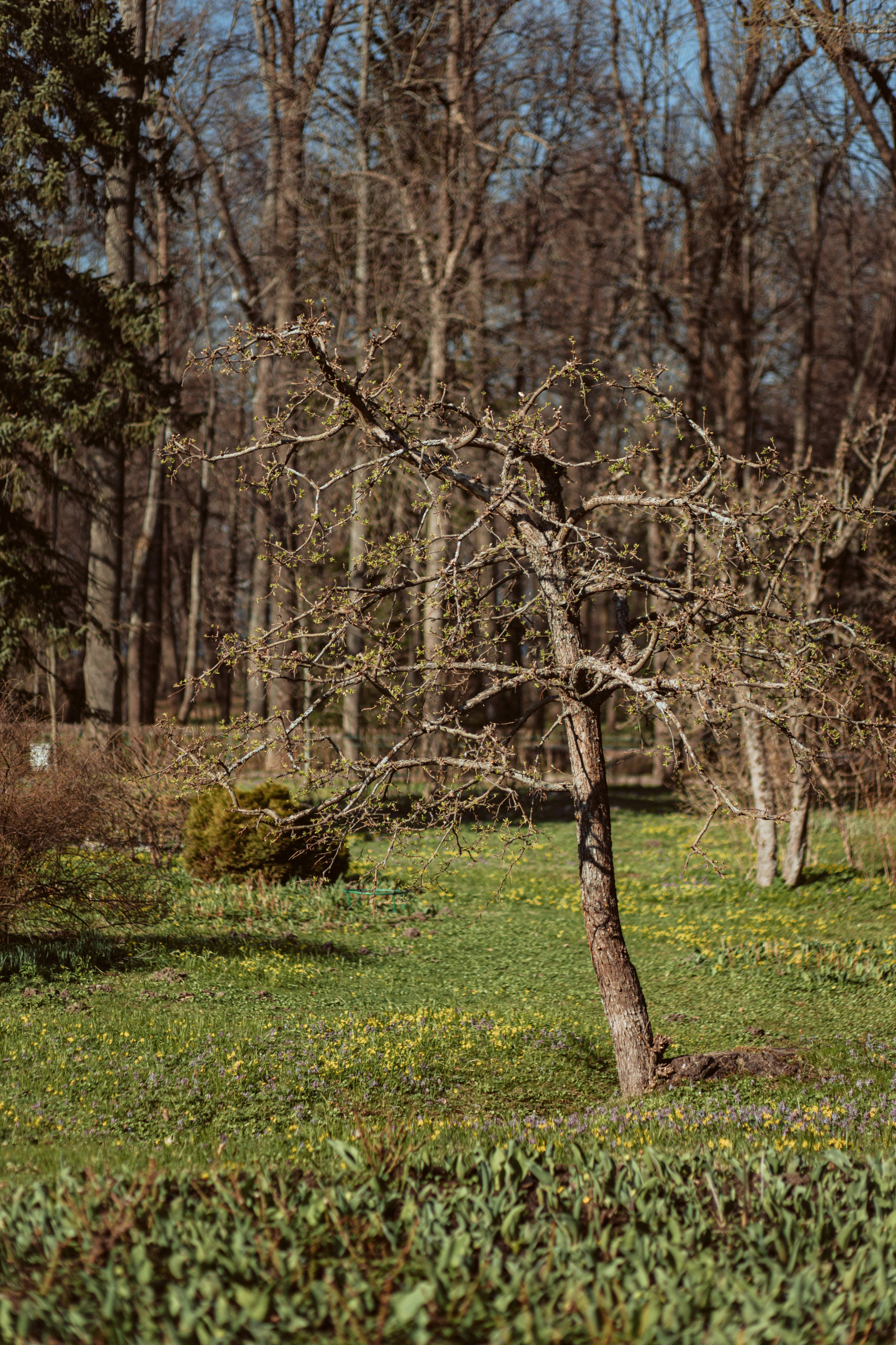 Петергоф нижний парк фото