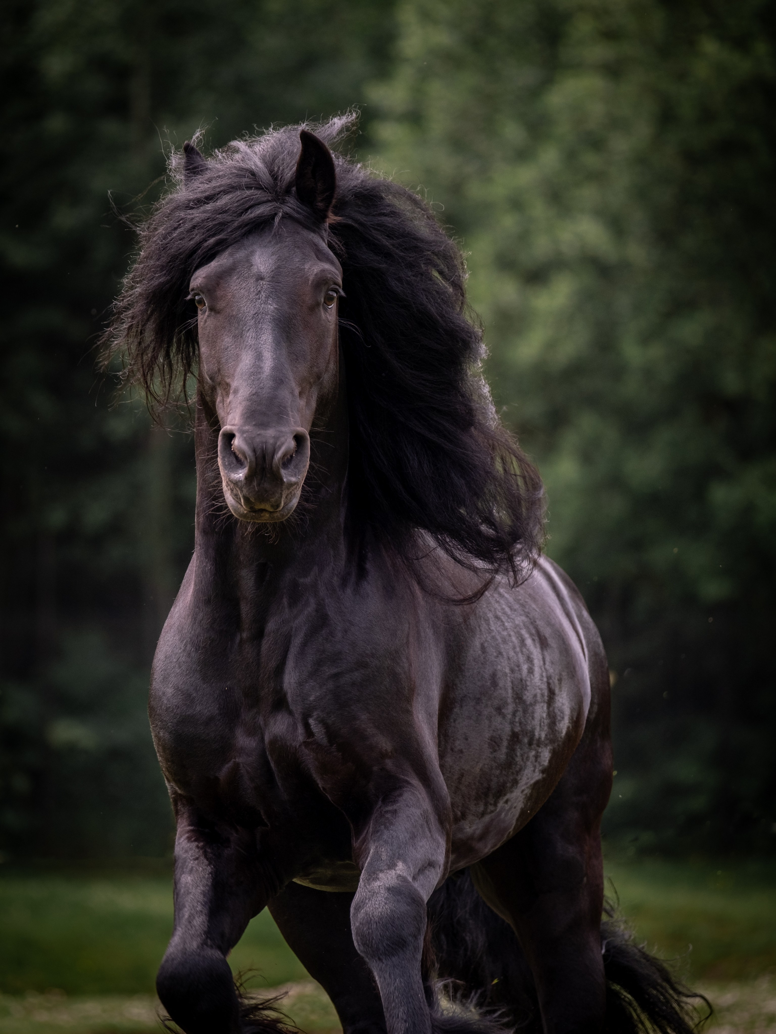 Жеребец фризской породы. Зоофотограф, фотограф животных в Москве и области Дина Дамоцева