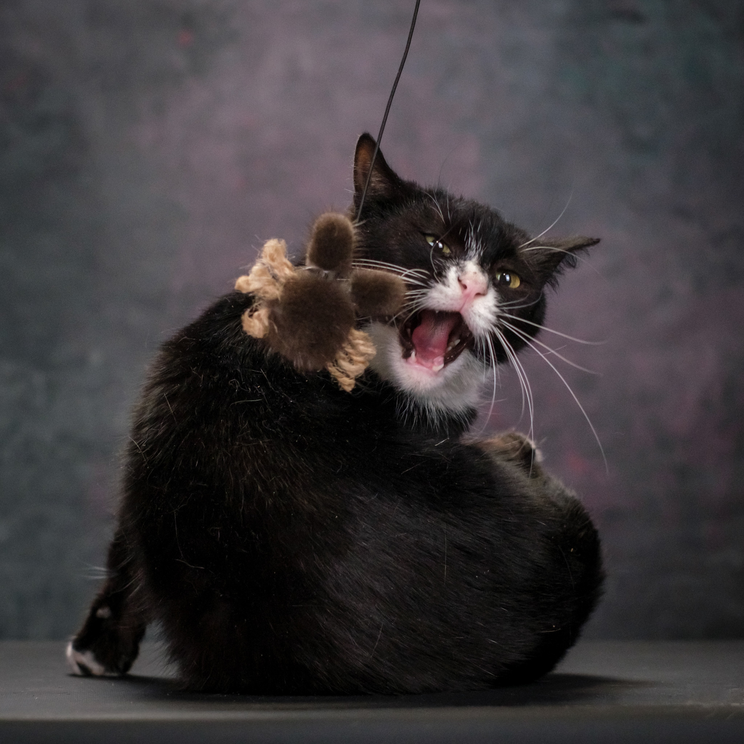 Котики Мурмурии). Зоофотограф, фотограф животных в Москве и области Дина Дамоцева