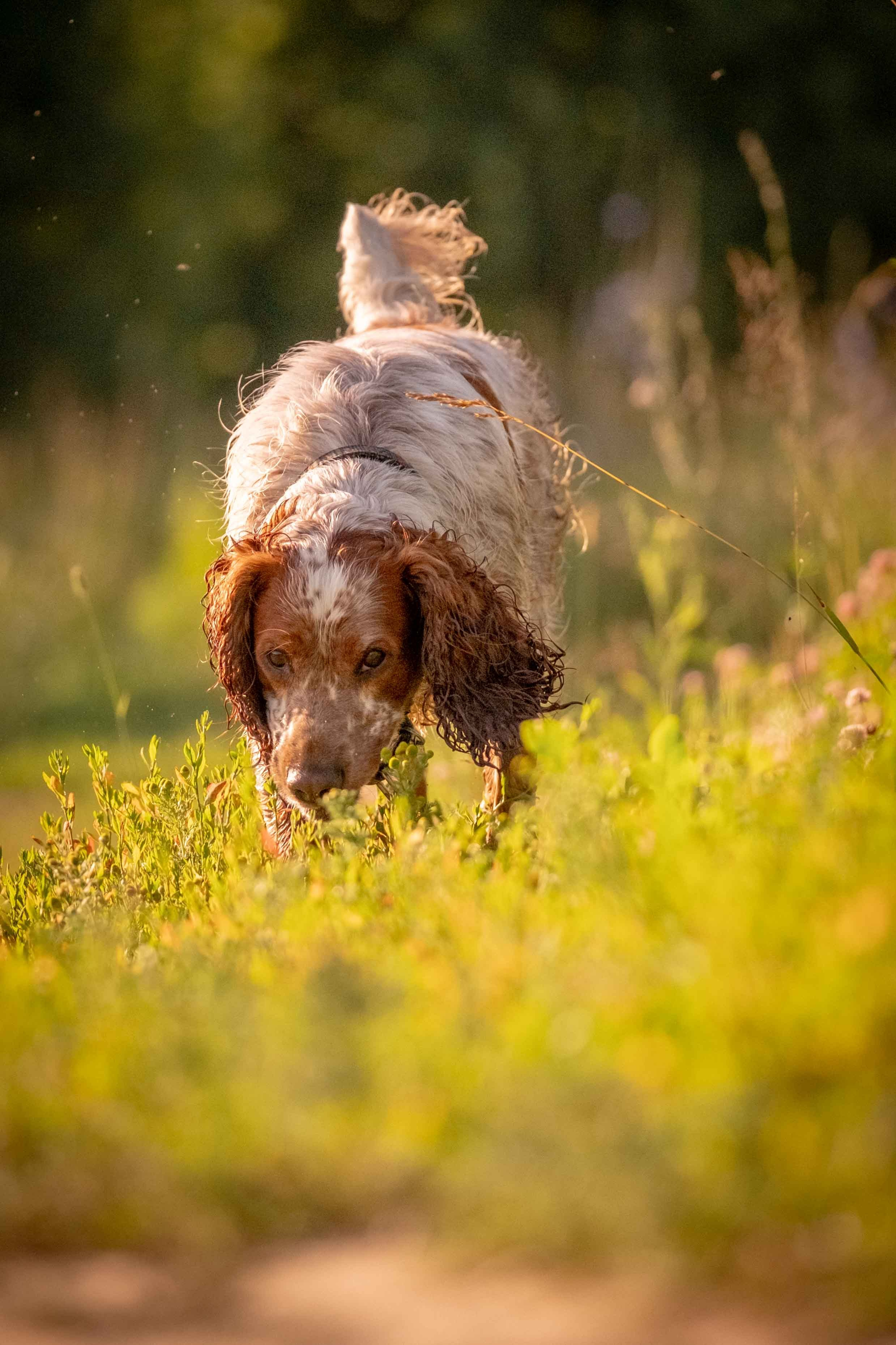 Спаниель Джет!. Зоофотограф, фотограф животных в Москве и области Дина Дамоцева