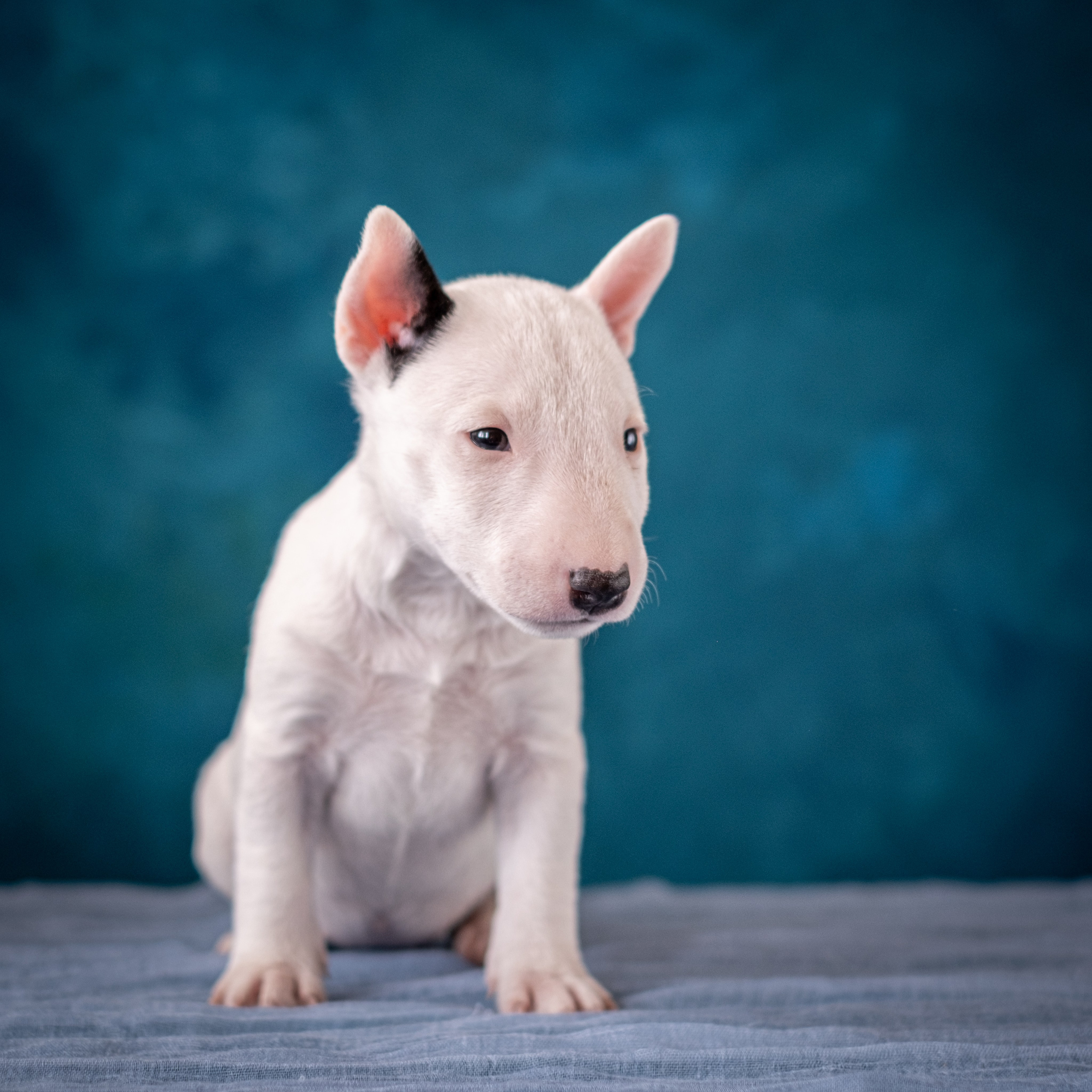 Сладкие булочки (МБТ — миниатюрный бультерьер) для Ильи). Зоофотограф, фотограф животных в Москве и области Дина Дамоцева