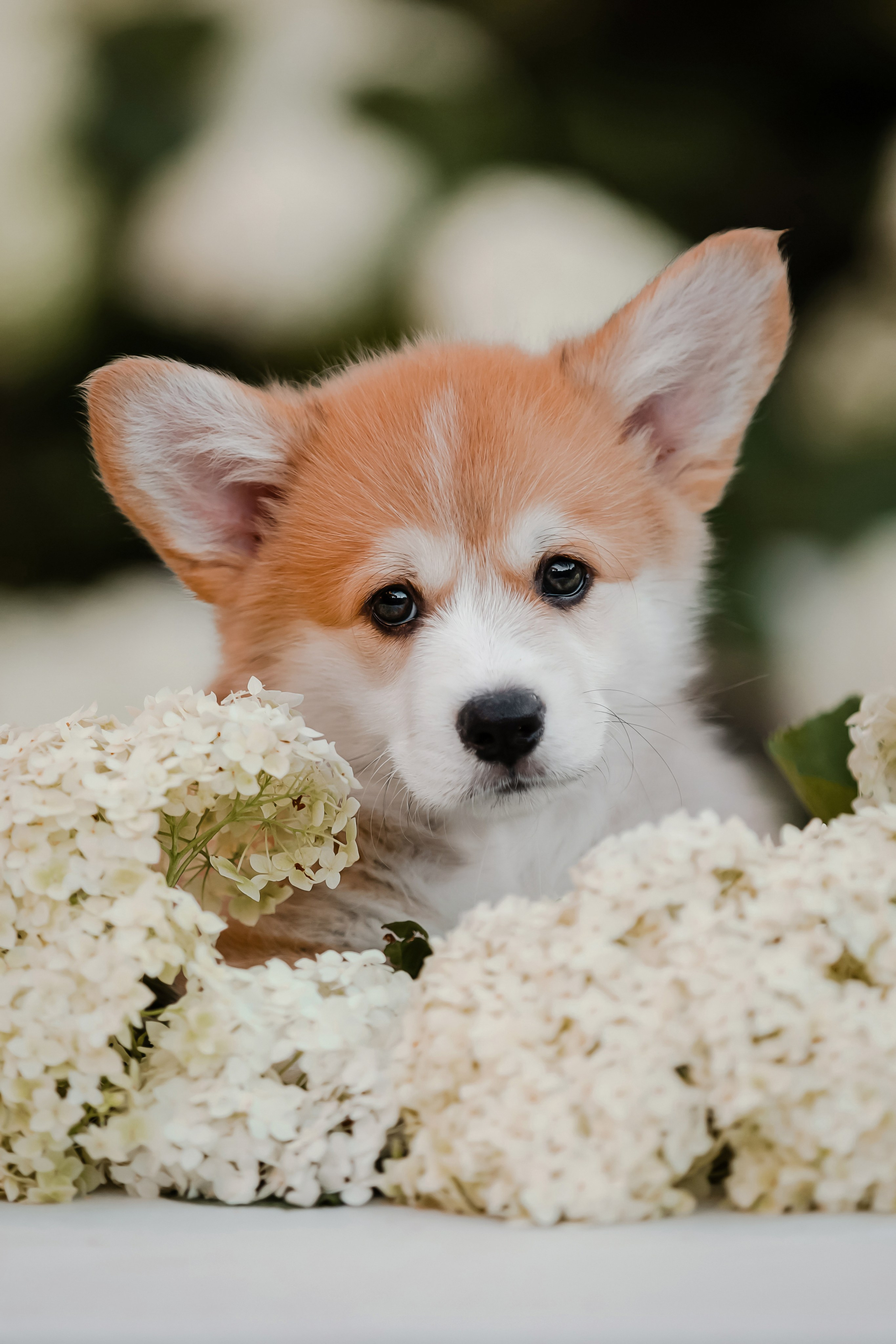 Щенки корги в корзинах и цветах. Фотограф-анималист в Краснодаре Маша Мельникова