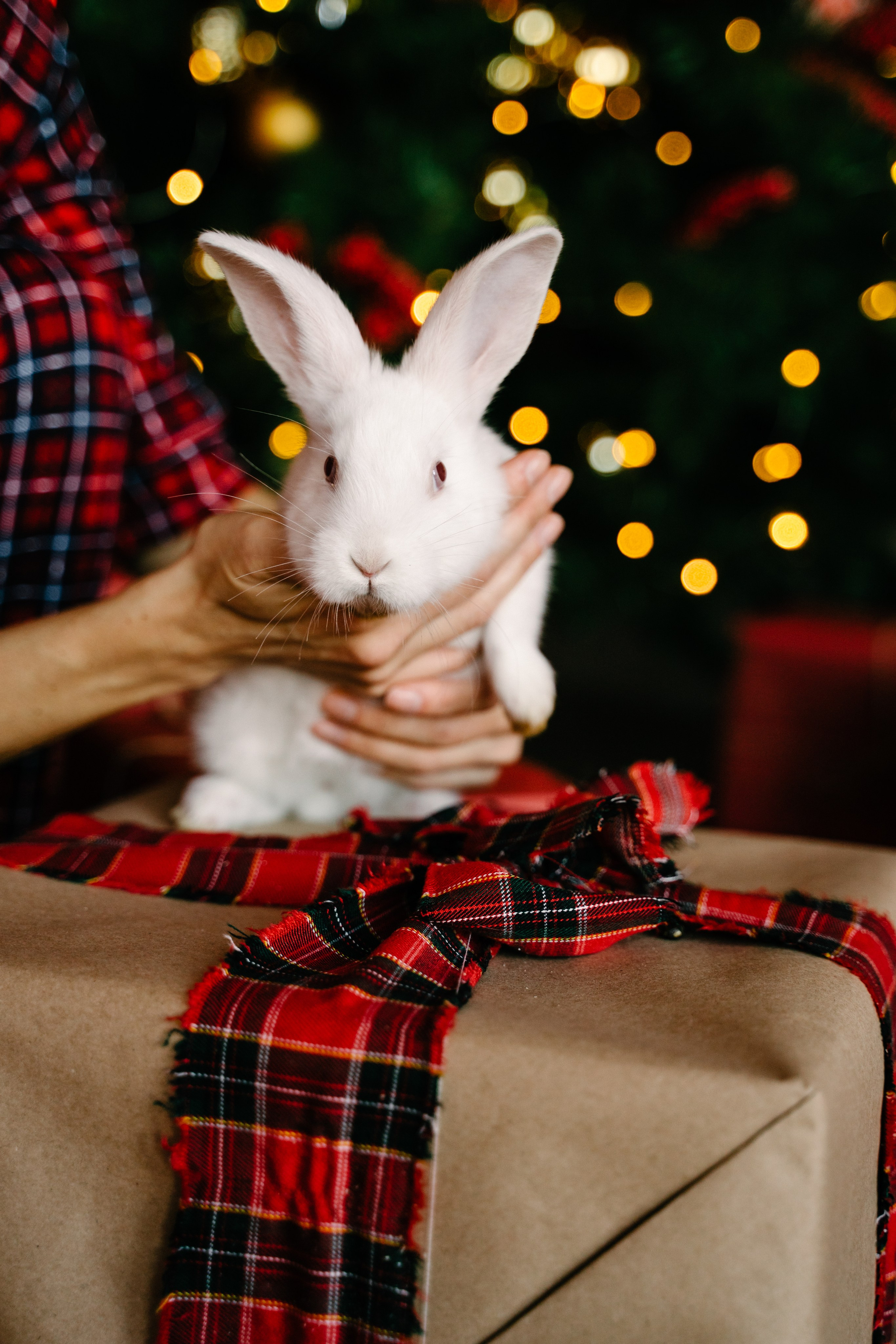 Новогодняя история. Свадебный фотограф Юлия Копылова