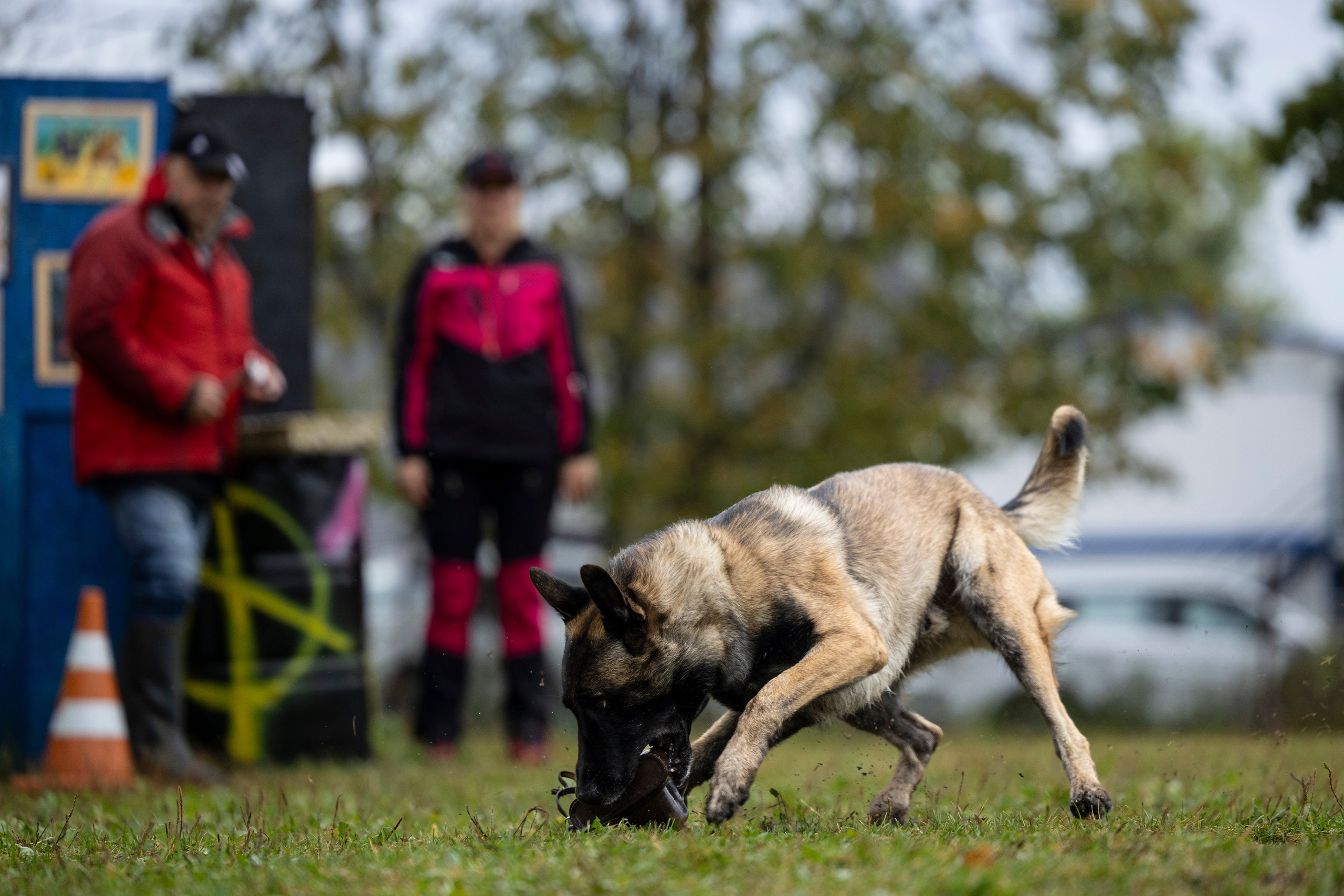 Испытания по Мондьорингу г. Пушкин. Фотограф-анималист Анна Маринич