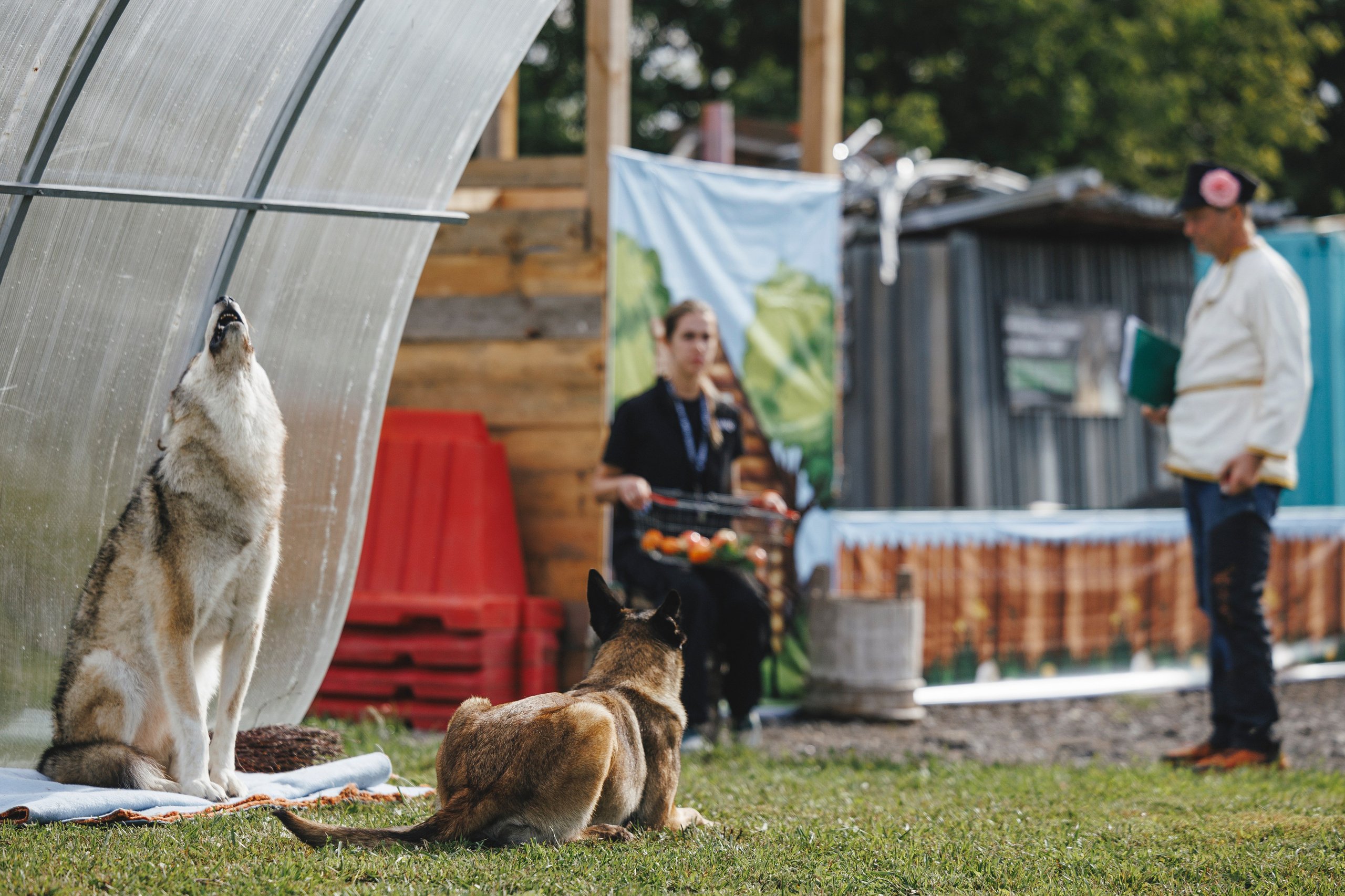 08.08.25-10.08.25 ЧР по мондьорингу г. Вологда. Фотограф-анималист Анна Маринич