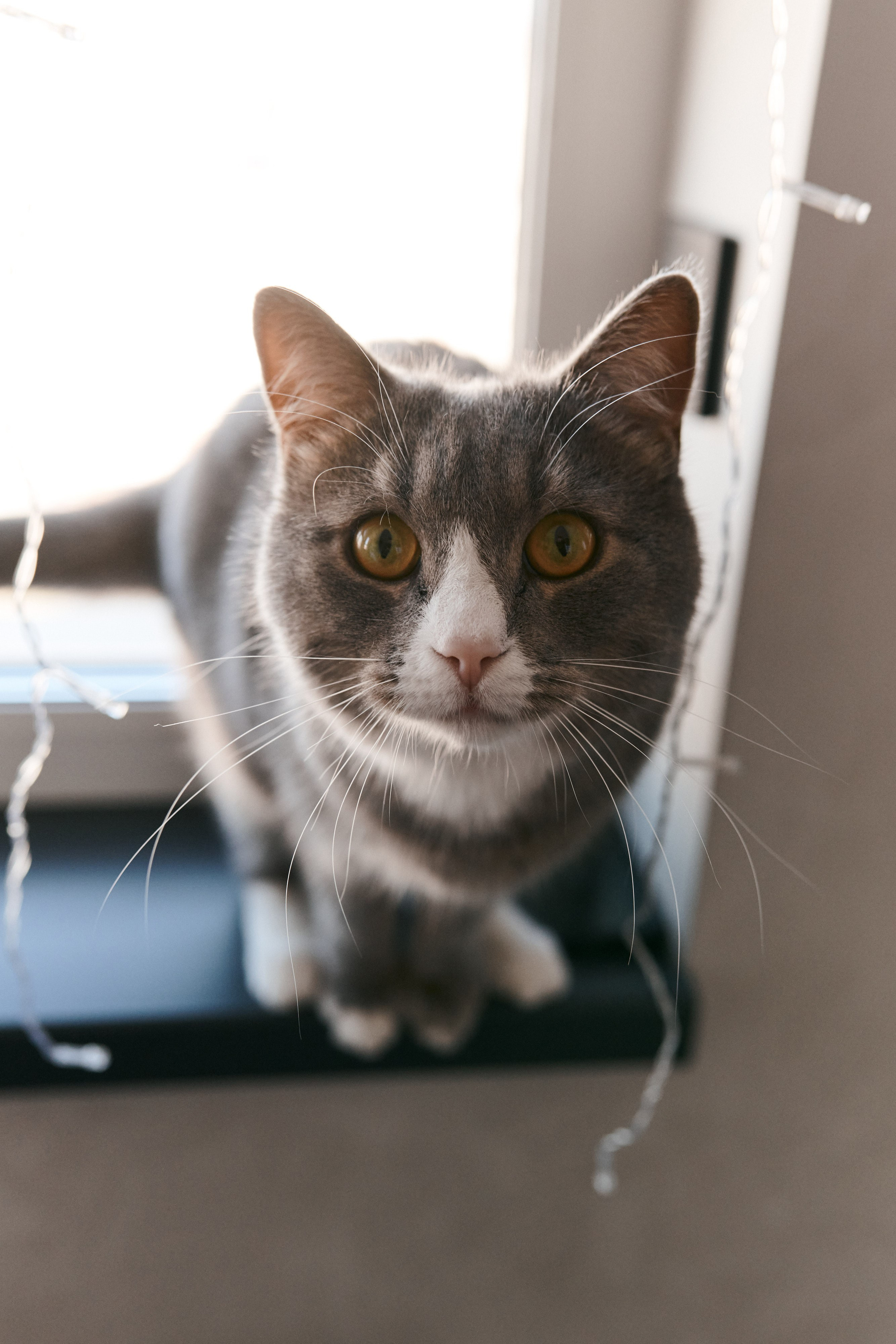 Фотоистория одной пиццы. Сергей Богомолов. Свадебный и семейный фотограф