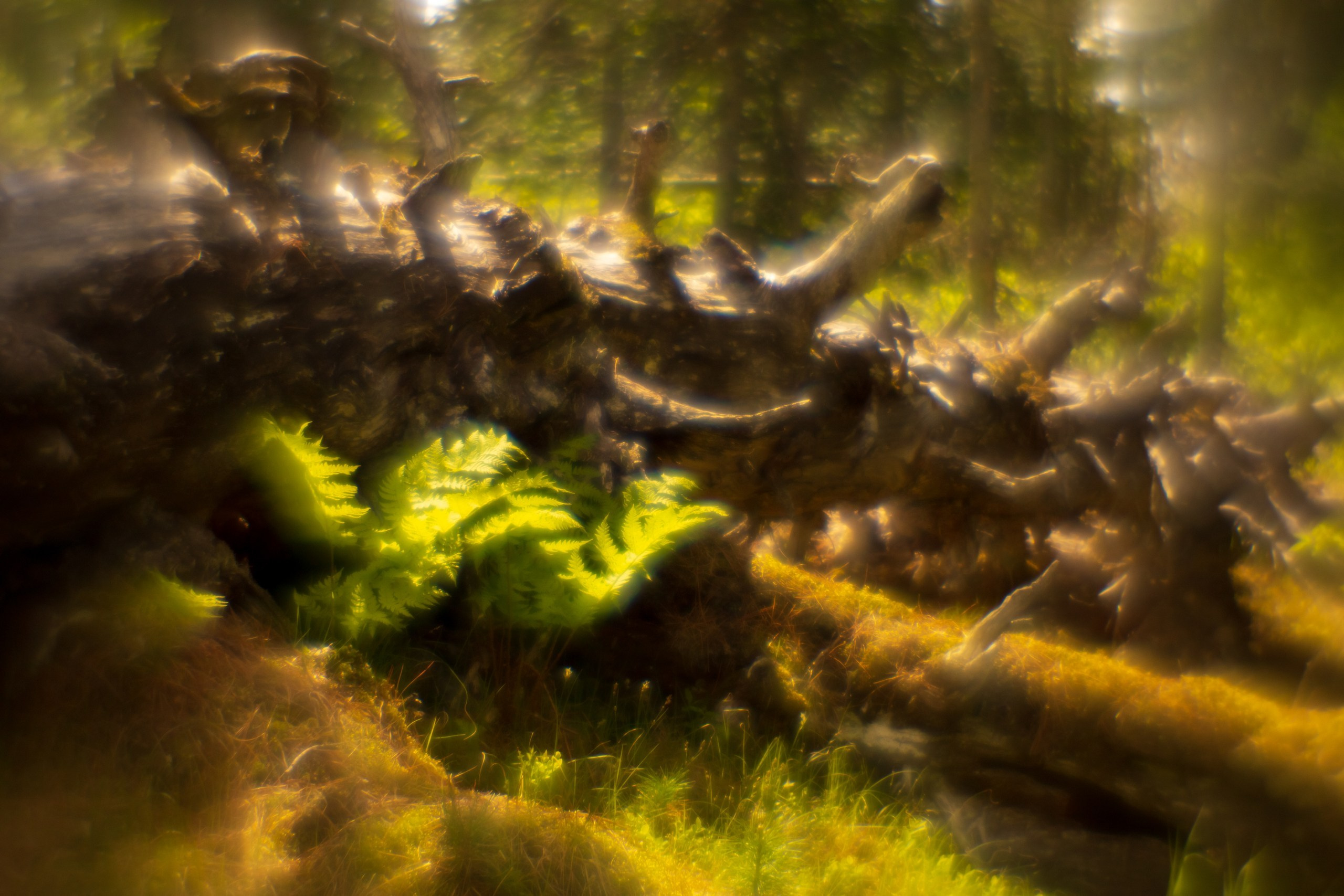 Ловец снов. Фотограф в Красноярске Оксана Корчагина