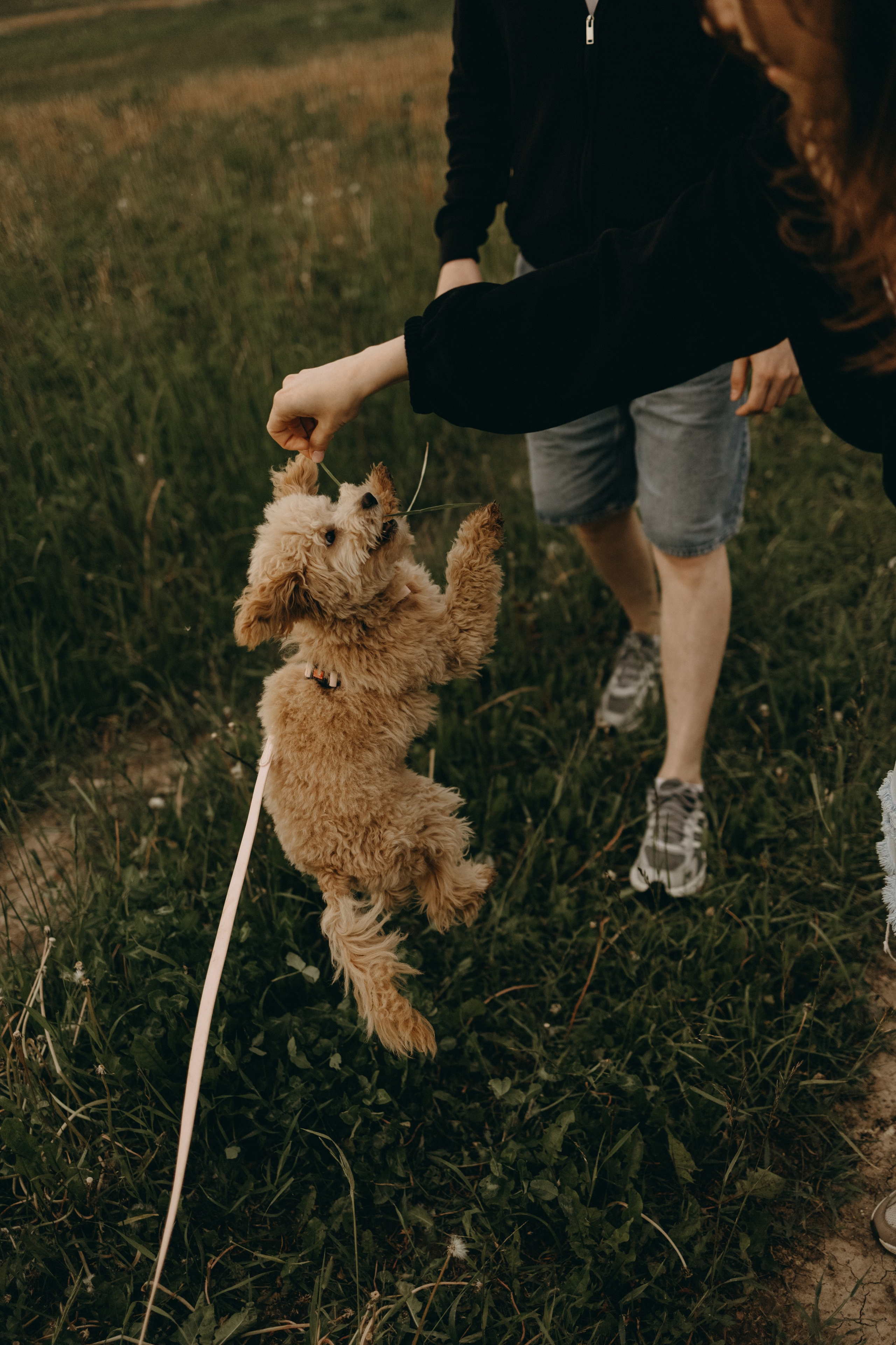 Мия и ее семья. Фотограф — Анималист | Санкт-Петербург