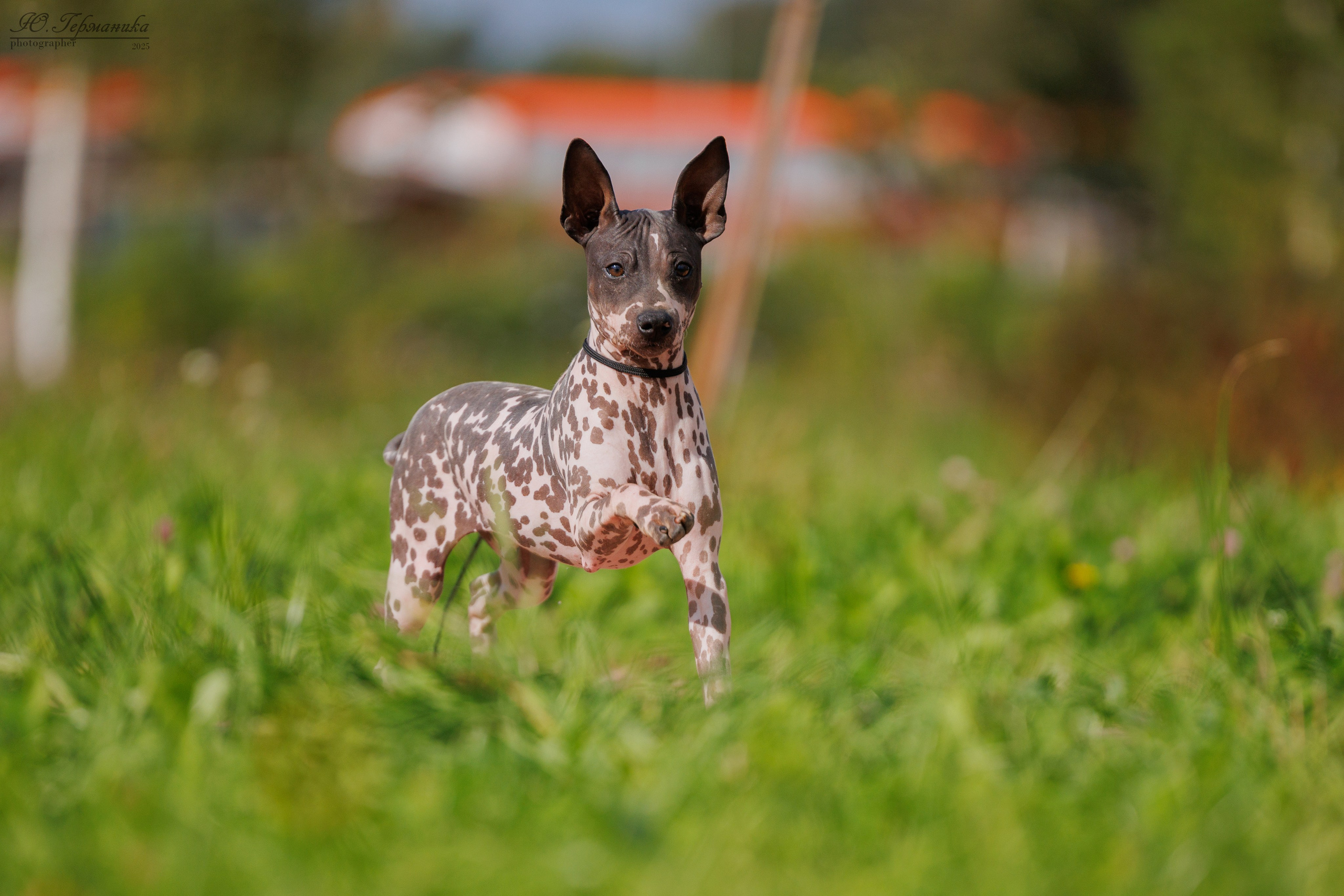 Переславль 5-7.08.2025. Фотограф-анималист Юлия Германика