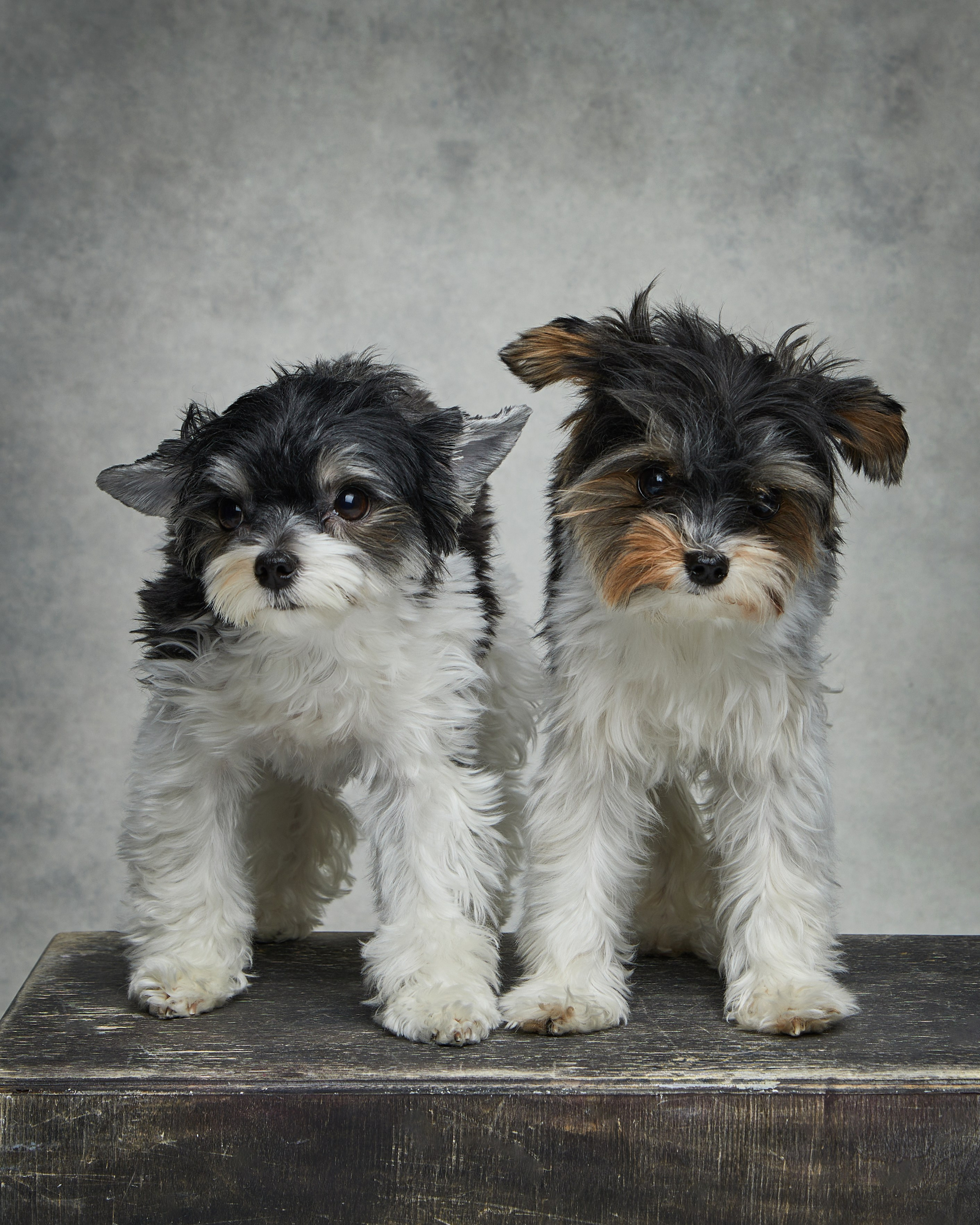 Pets Photography / Фотограф Собак