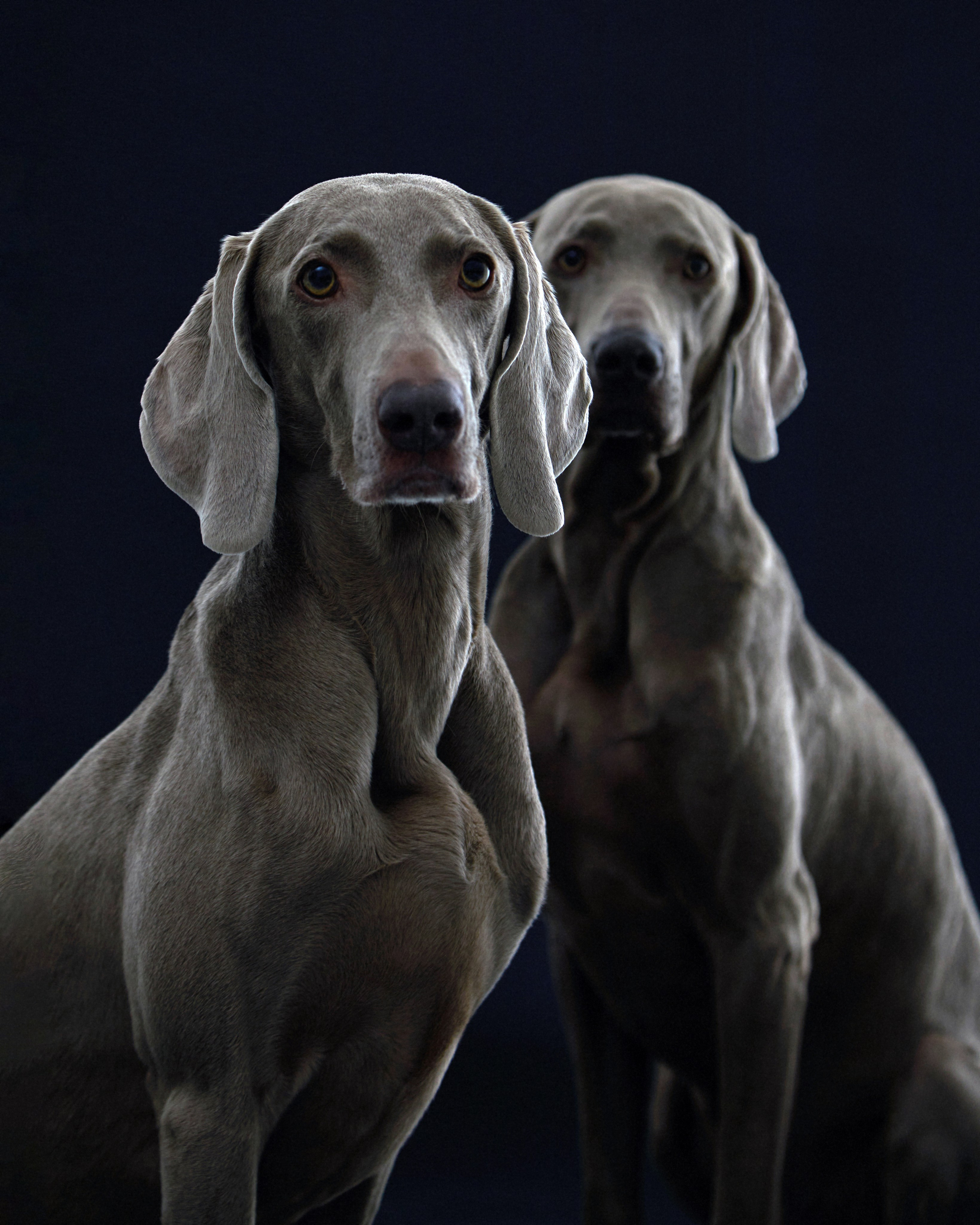 Pets Photography / Фотограф Собак