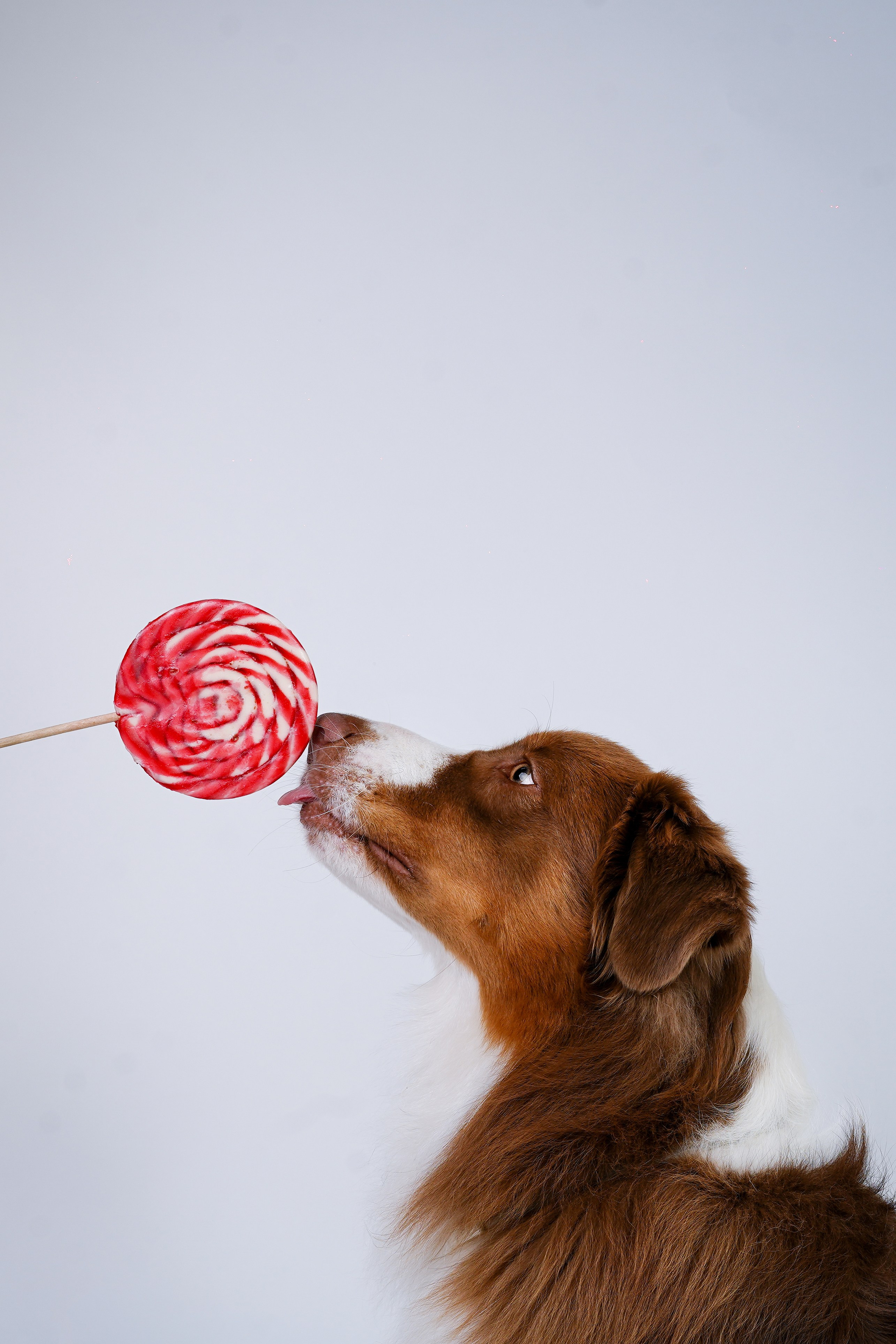 Ксюша, сиба Тэффи и австралийцы Арчи и Нэо. Фотограф-анималист в Санкт-Петербурге Яна Мартынова