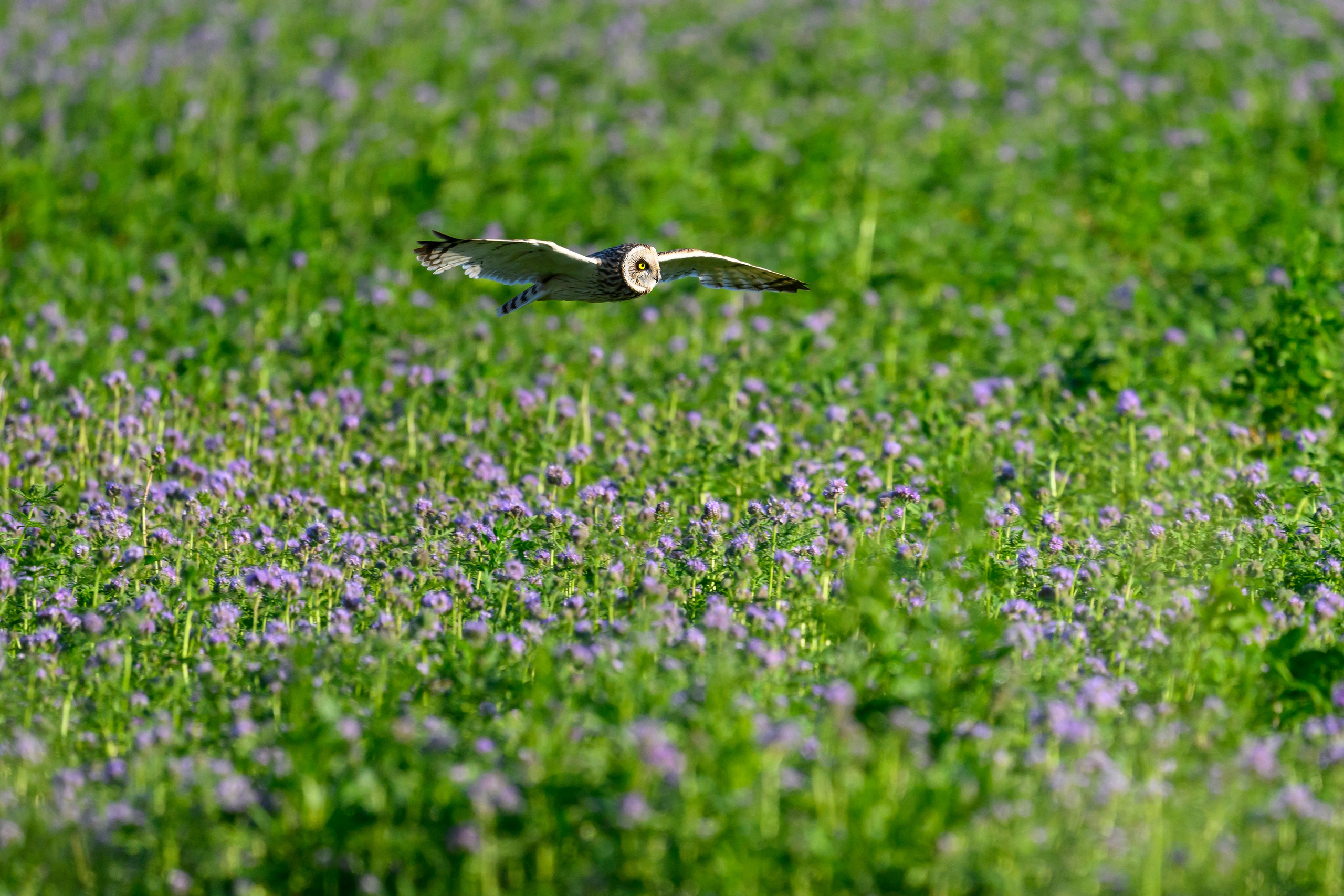 Охота совы. Фотограф Сергей Пупонин