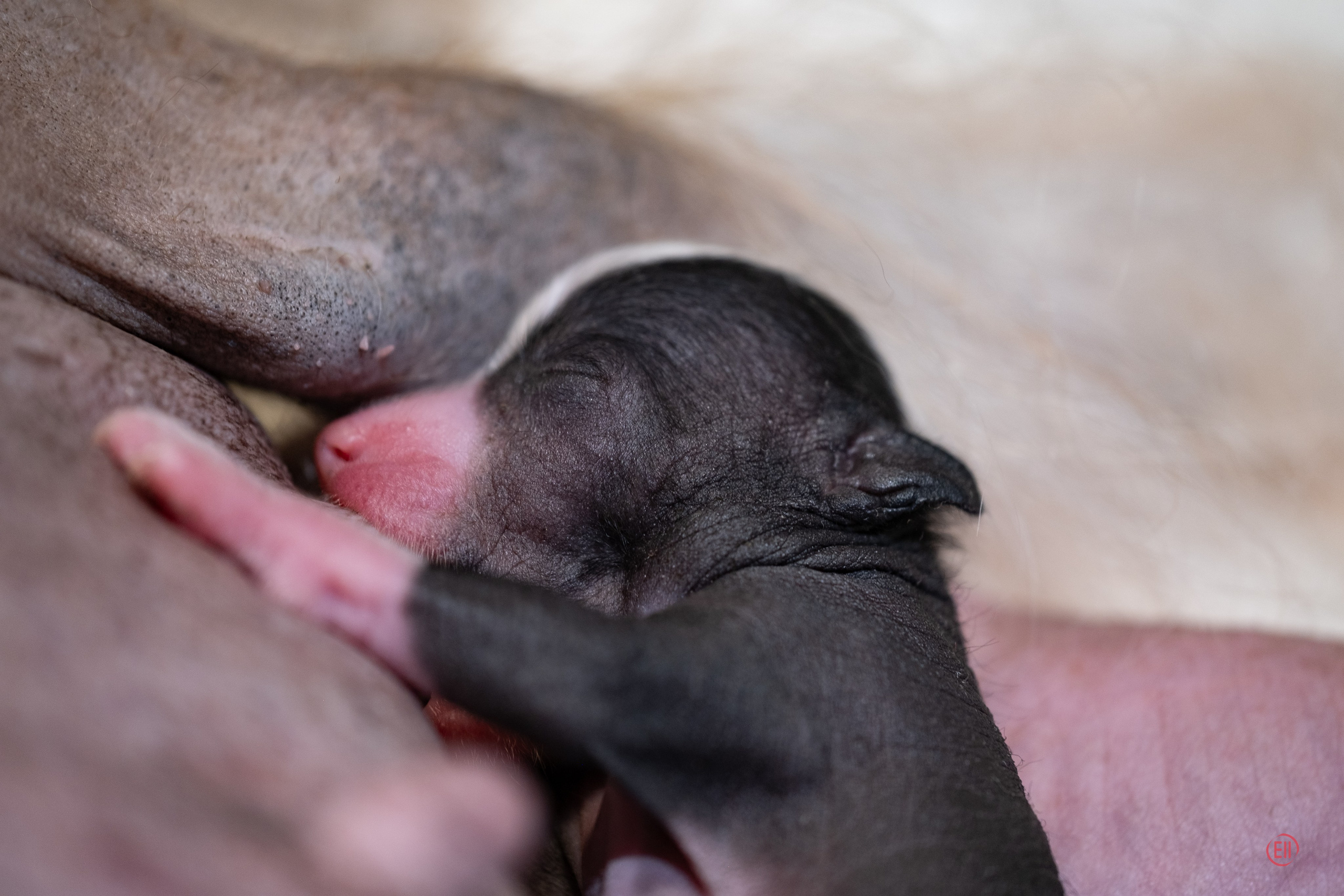 4-й день. Poale Ell Deniz