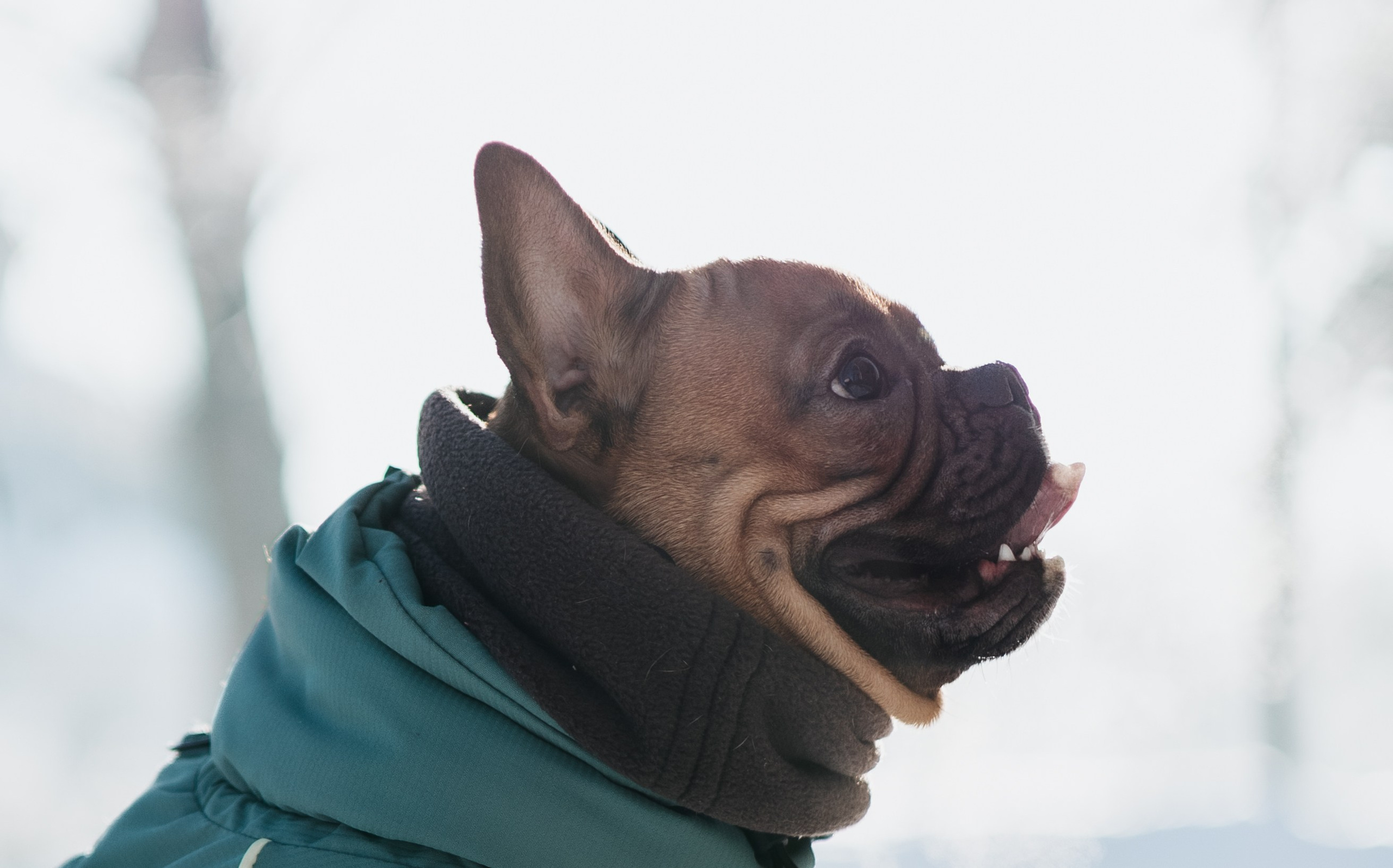 Дарья и Боня. Фотограф животных Евгения Верцинская