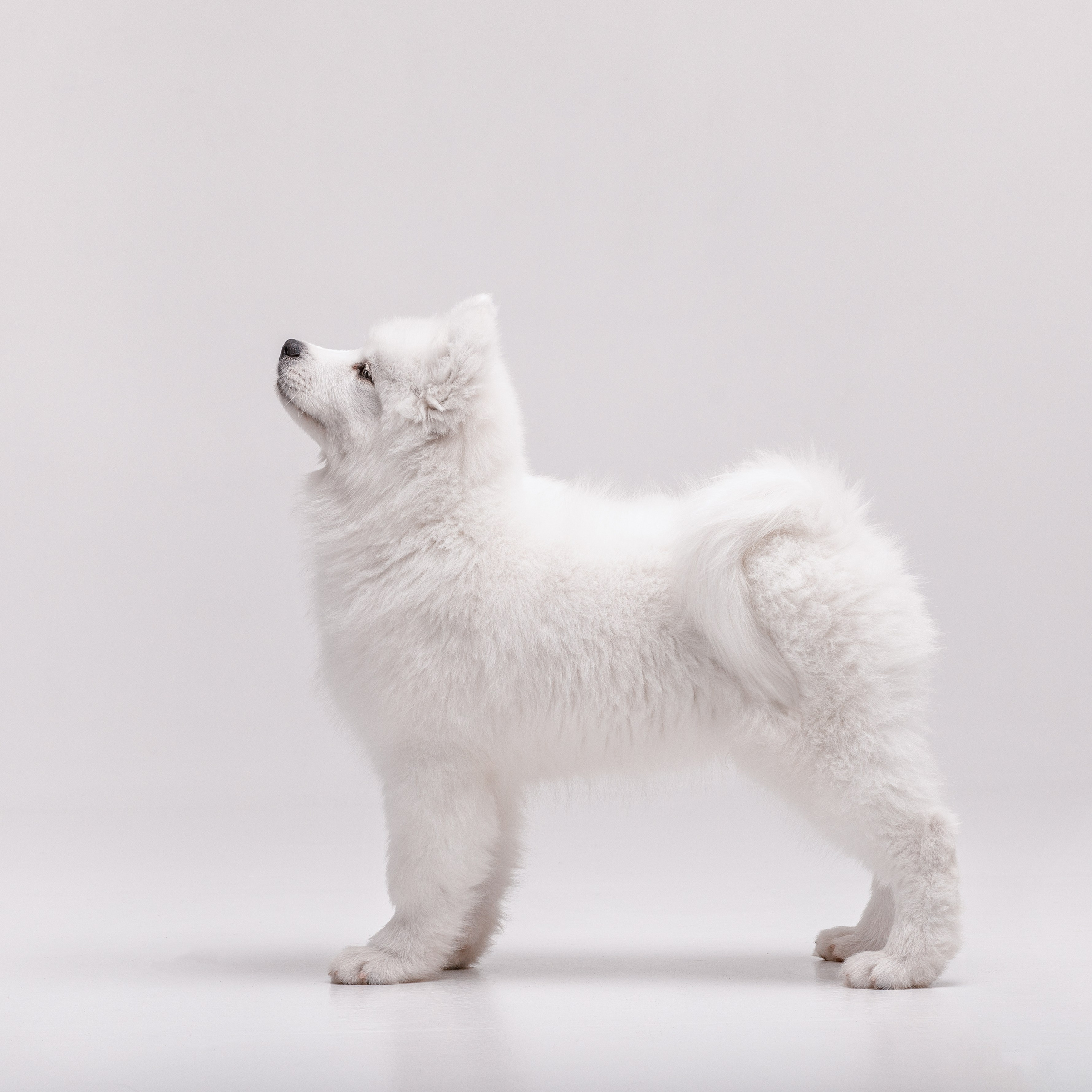 Фотосессия щенков. Фотограф для Вашей собаки