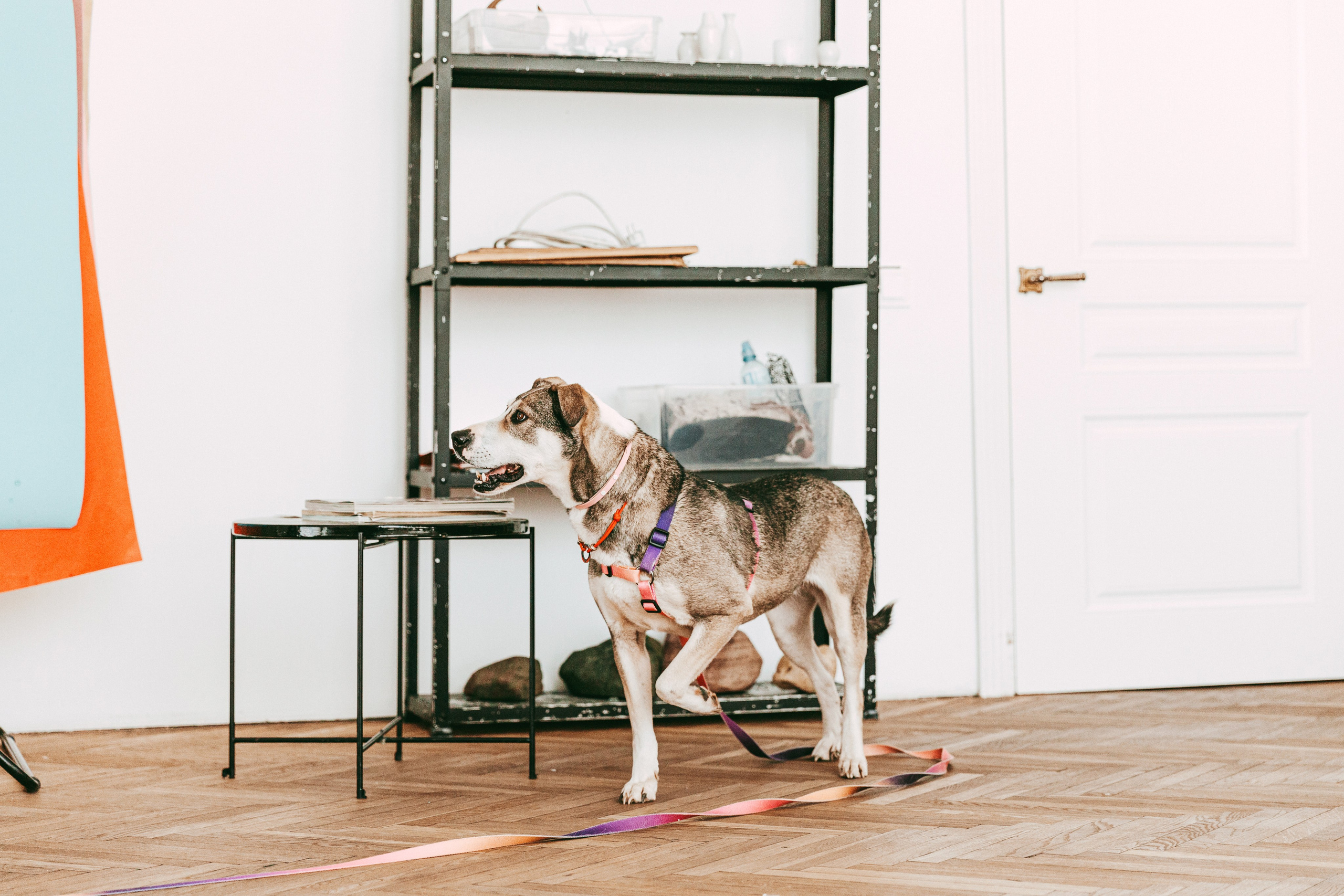 Ева в студии. Фотограф-анималист в Москве Соломонова Варвара