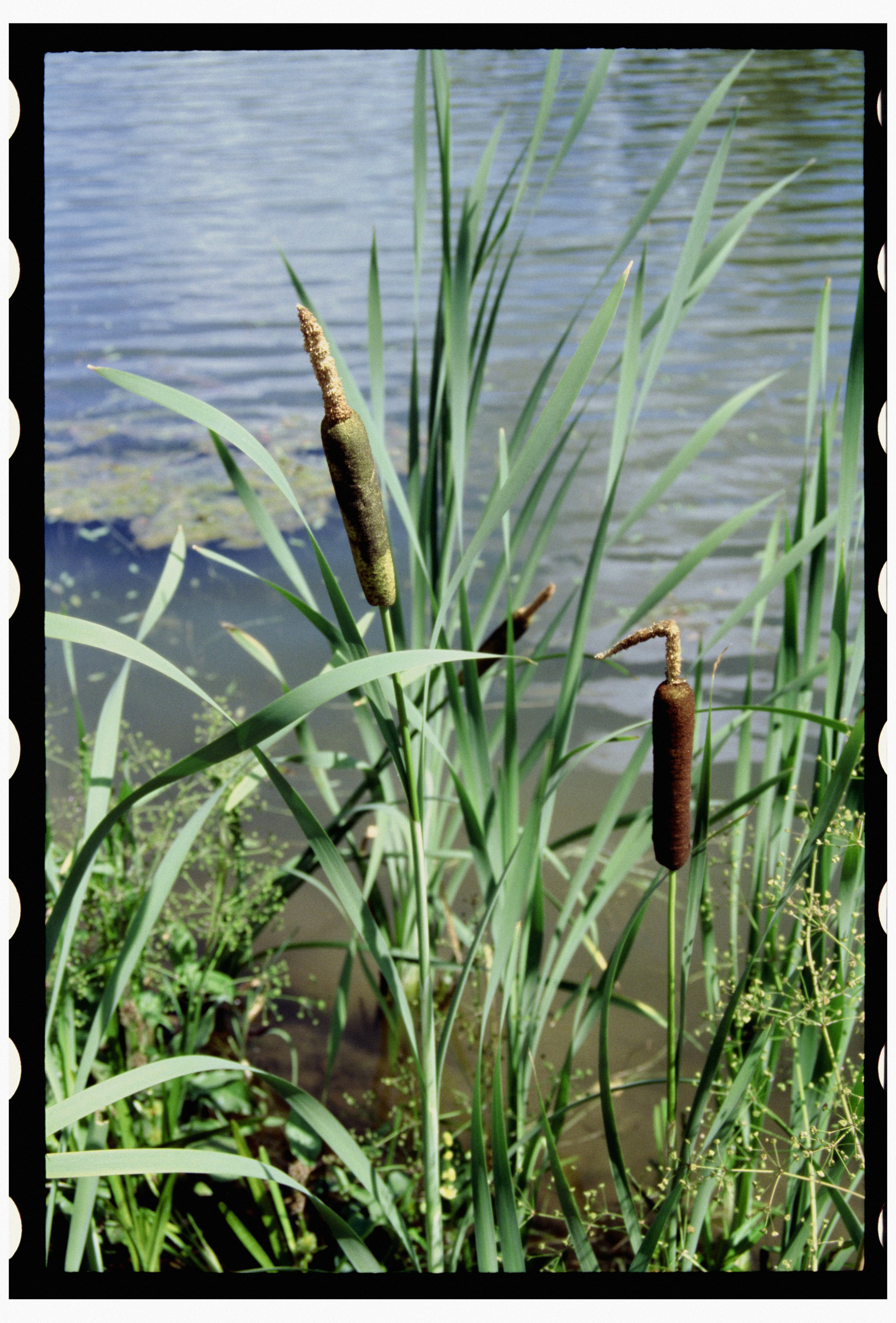 KALUGA. ANNA — PHOTOGRAPHER