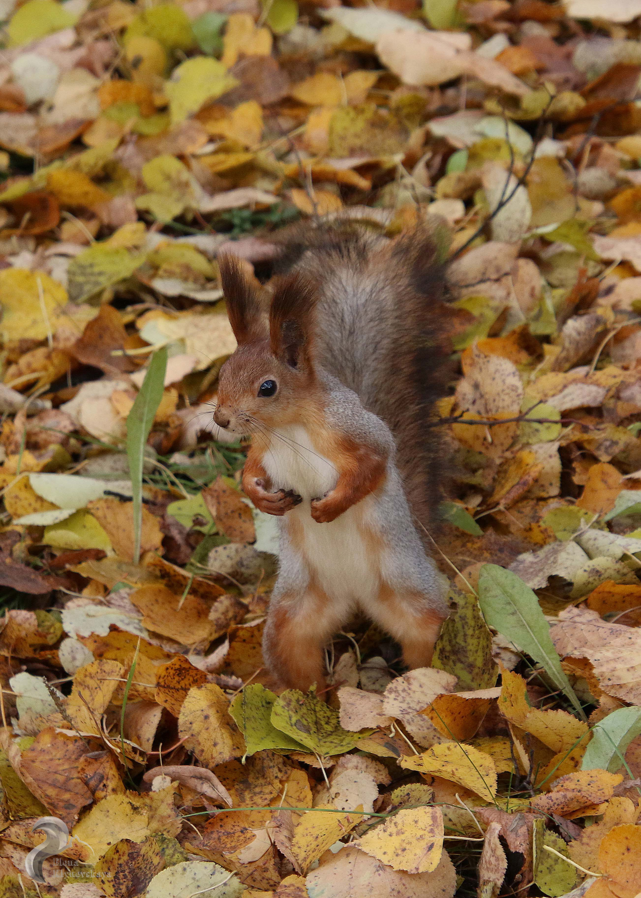 Природа. Театральная и концертная съемка