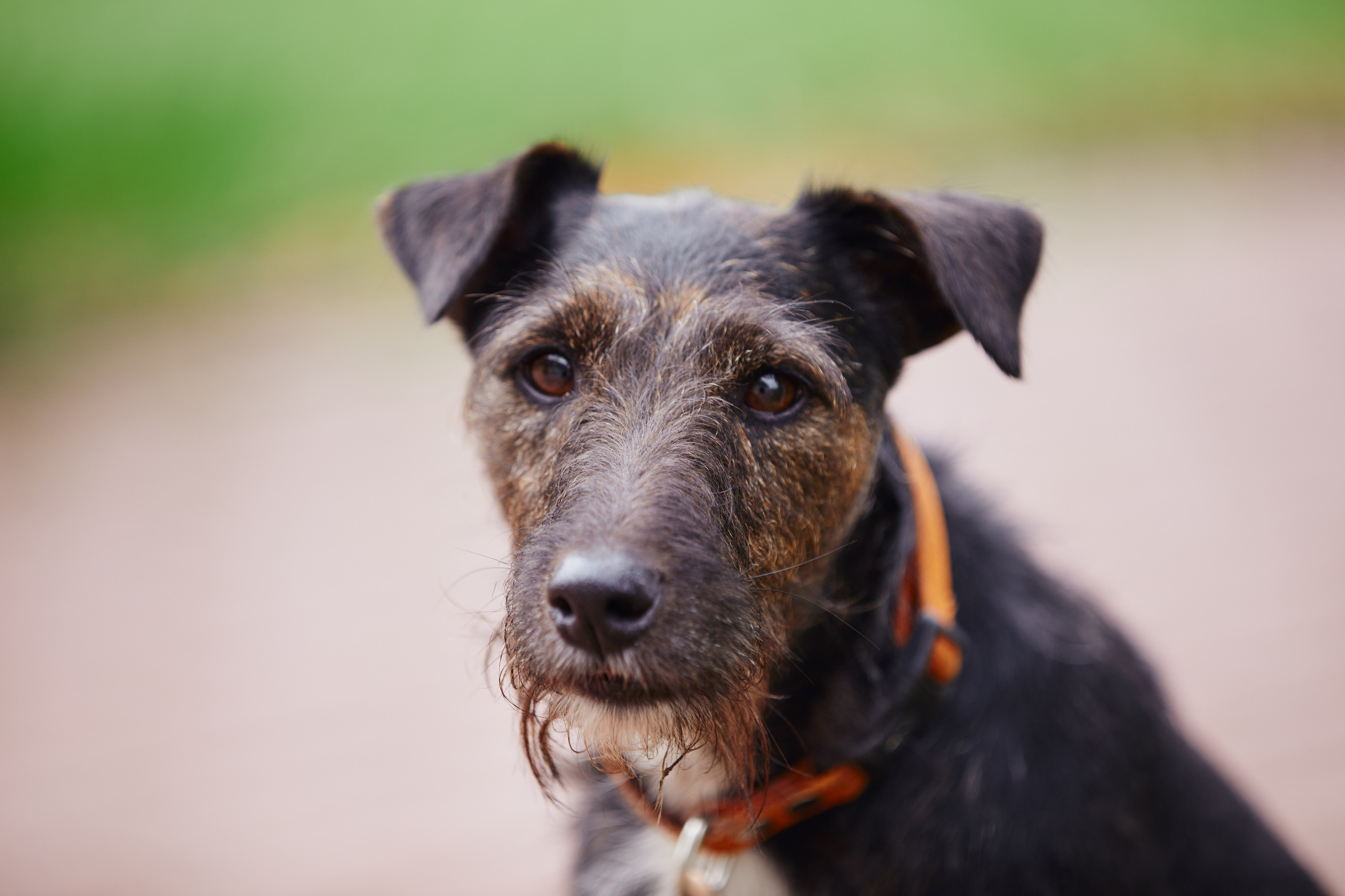 Акция «Зелёная Дубрава» на Куликовом поле. Даниил Гузиенко — репортажный фотограф в Туле