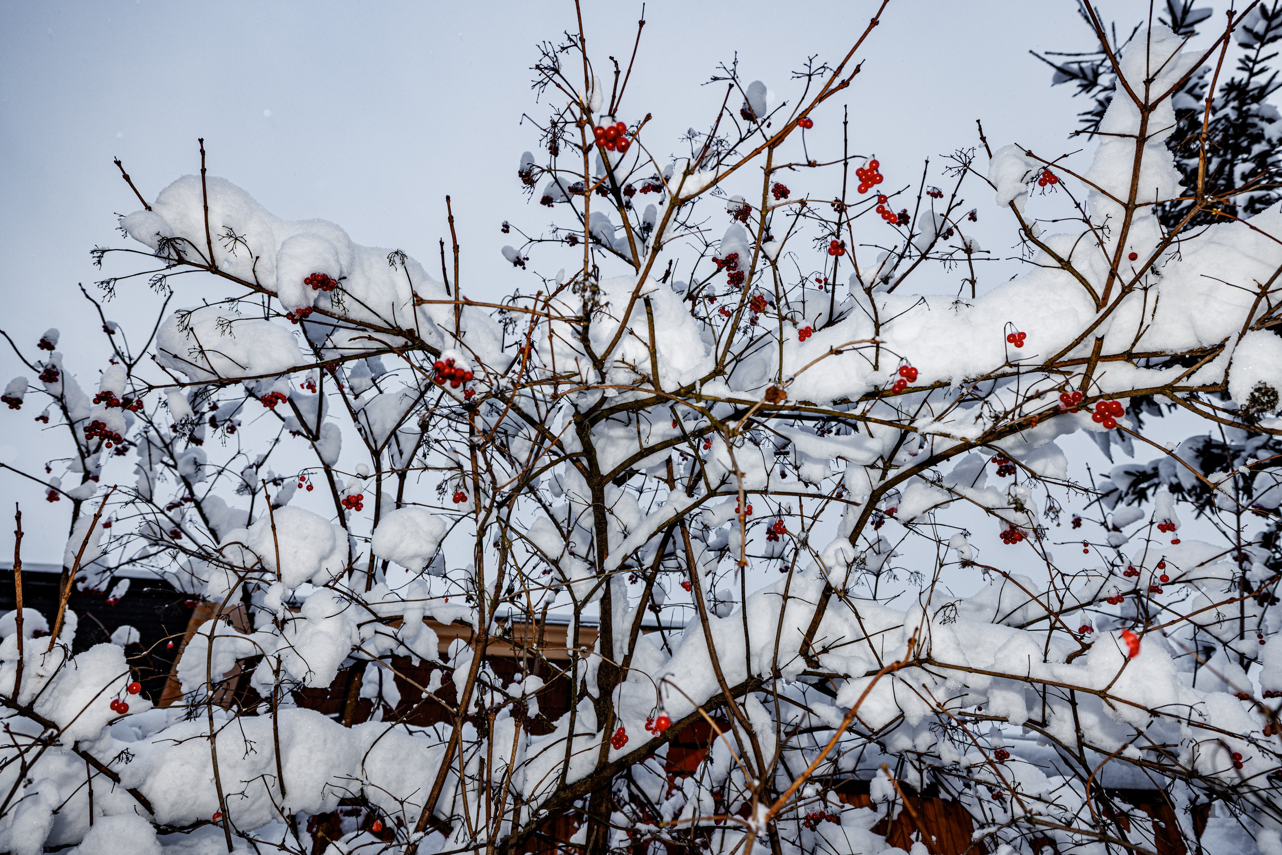 Природа 31 Декабря 2025 года. Клены. Фотографирую жизнь! Московский фотограф волонтер