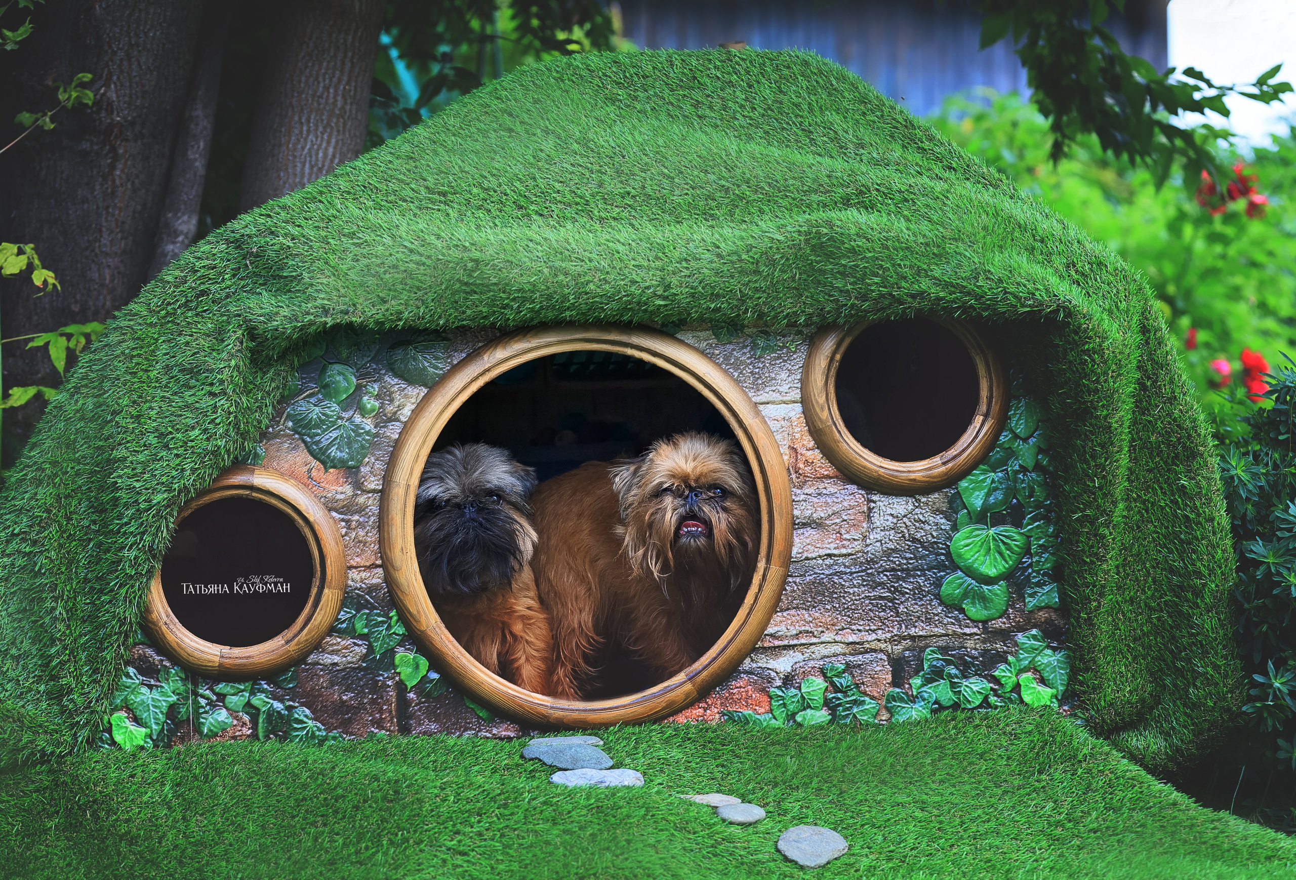 Домик для хоббитов, фотозона, властелин колец, шир, хоббиты, гномы, брюссельский гриффон, малый брабансон, фотосессия, ручная работа, фотограф анималист, фотограф Новосибирск
