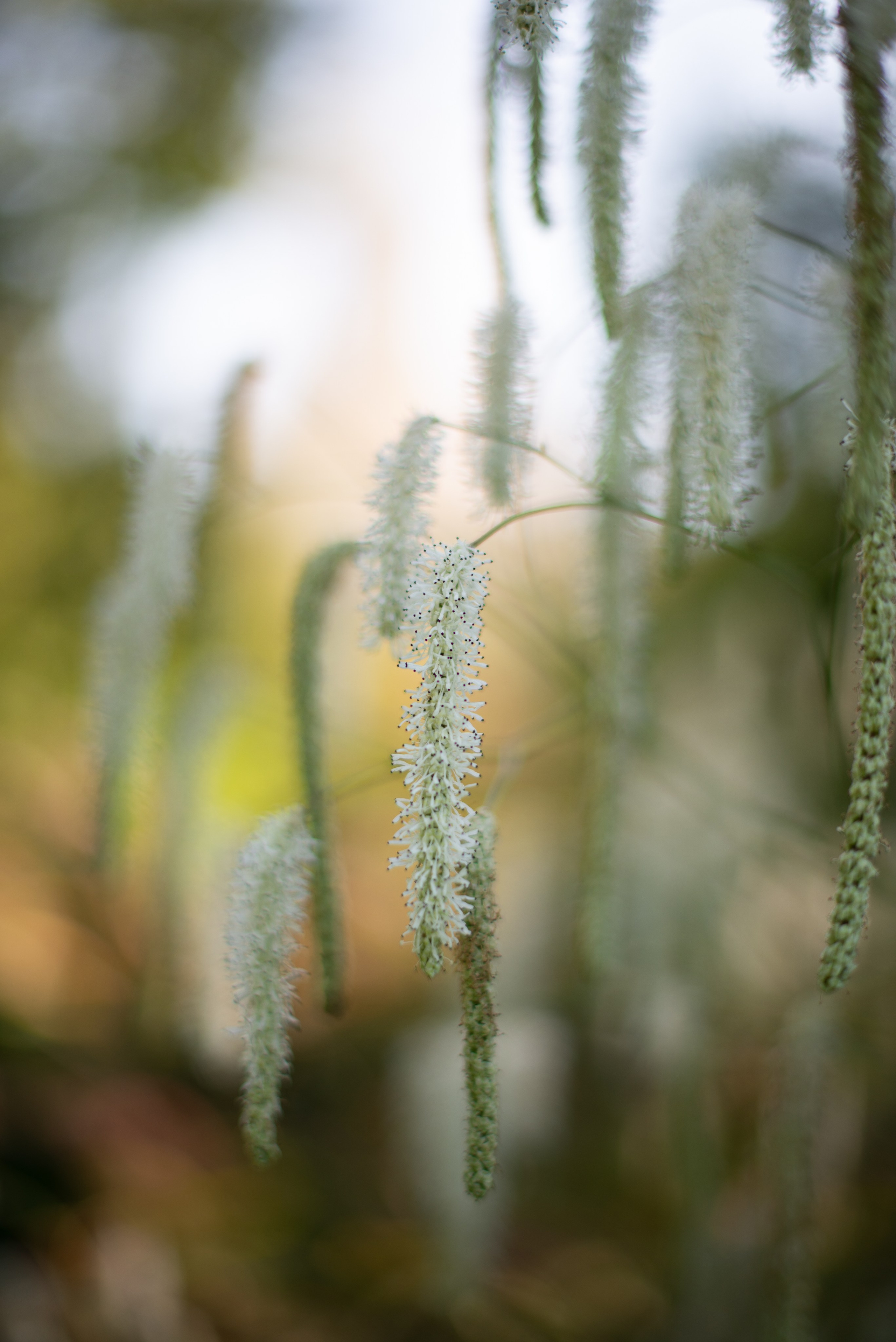 Цветы сада МГУ. Victoria Radjevna Репортажный Фотограф — Видеограф Москва • Санкт-Петербург