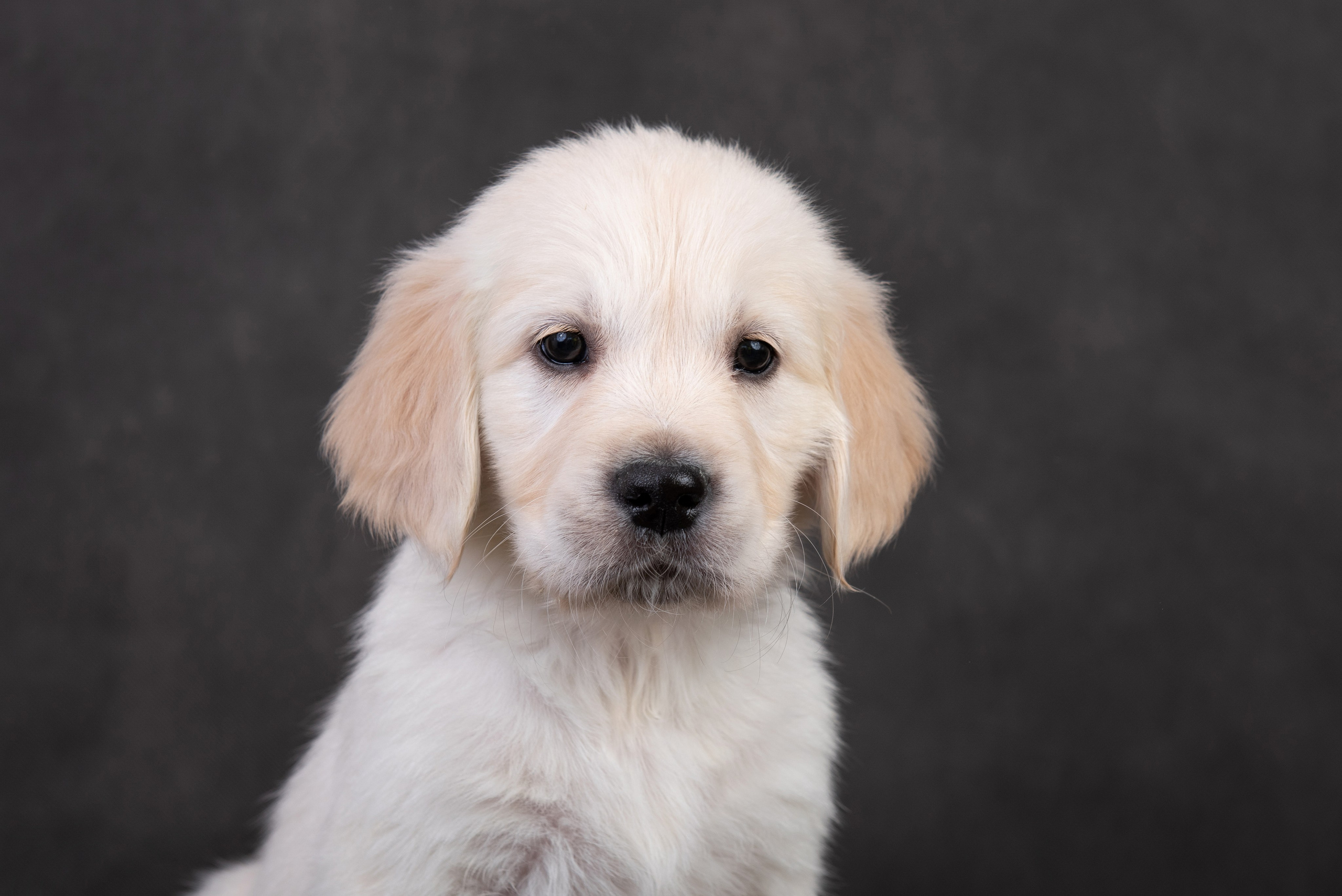 Щенки в домашней студии. Фотограф анималист в Казани Алина Сулейманова. Фотограф животных