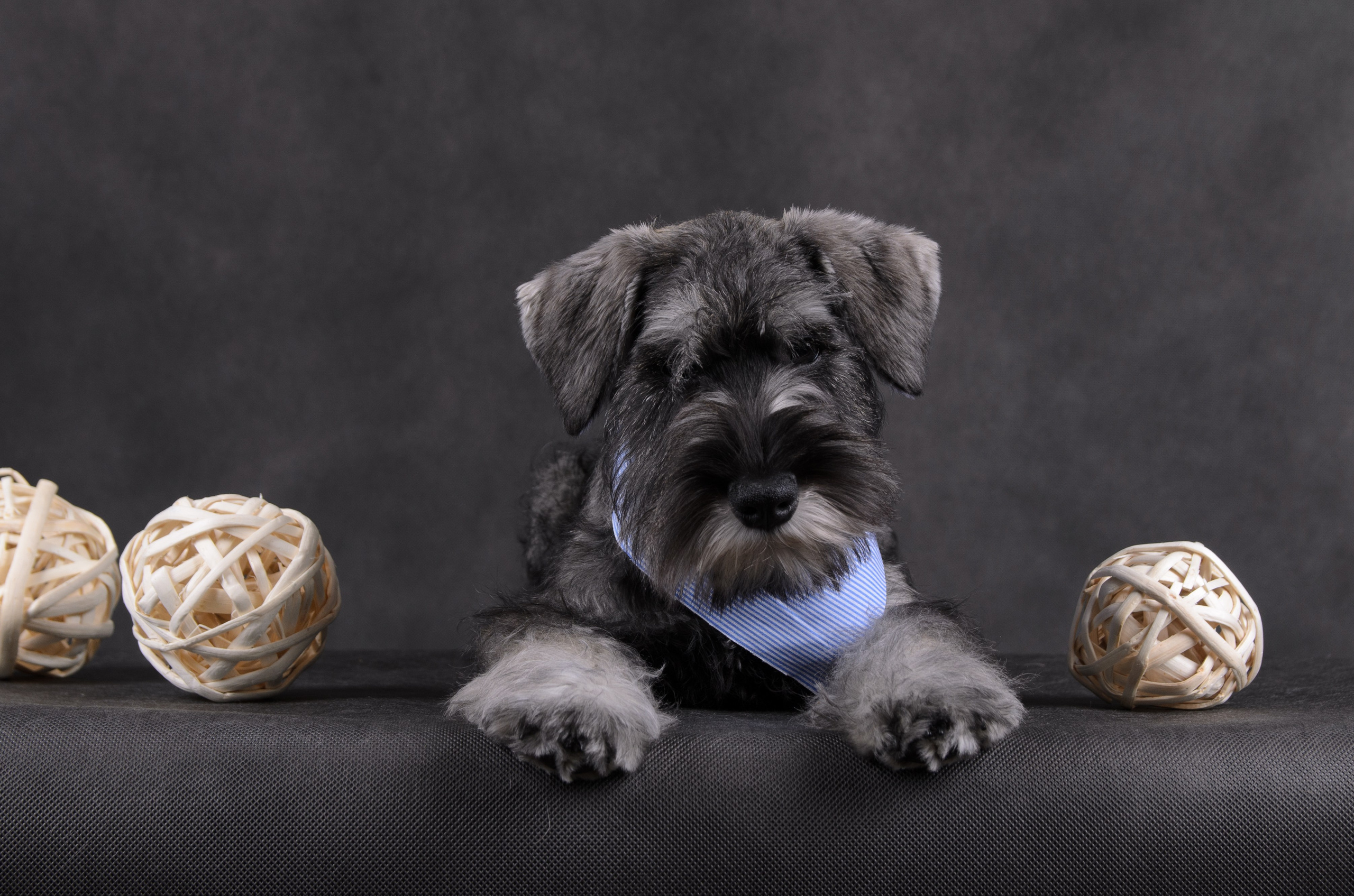 Щенки в домашней студии. Фотограф анималист в Казани Алина Сулейманова. Фотограф животных