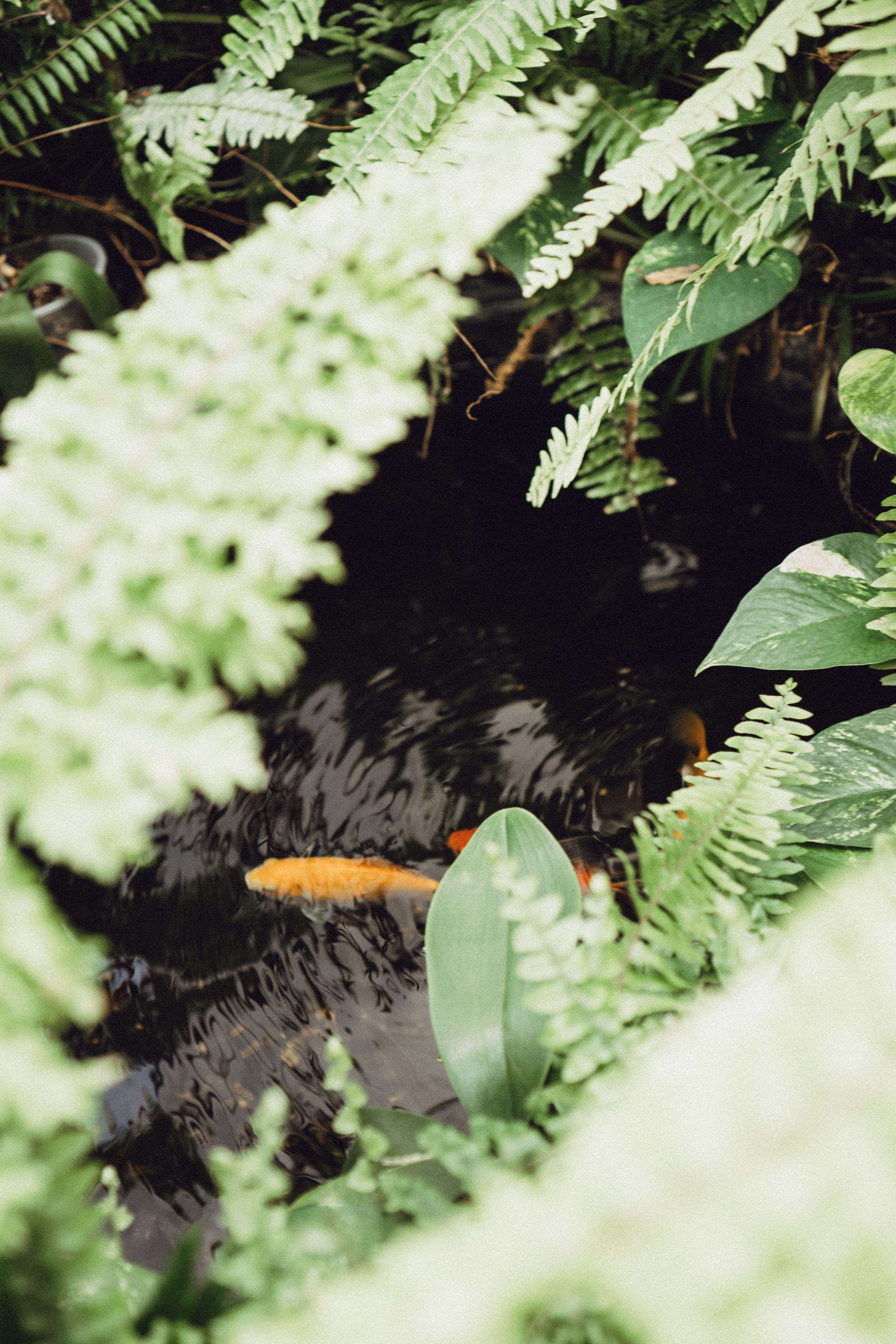 СВАДЕБНАЯ СЬЕМК В ПАРКЕ 300-ЛЕТИЯ. Профессиональный фотограф, Санкт-Петербург — Виктория Богомолова