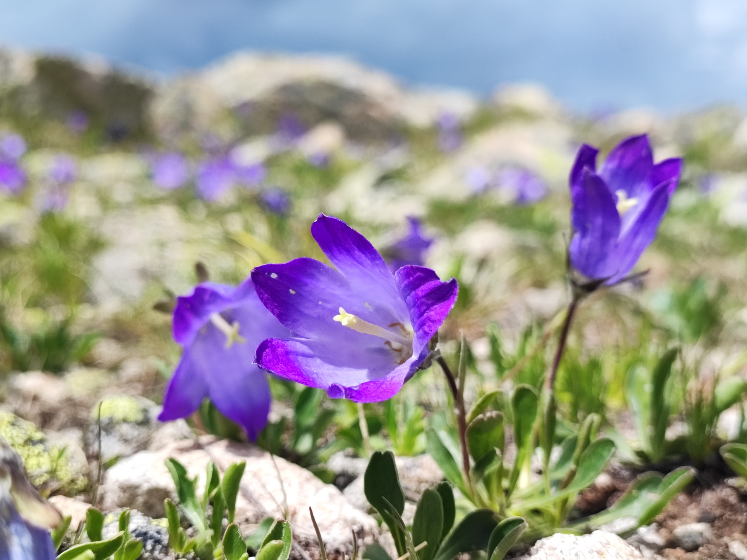 Намобилкус кавказский. Репортажный фотограф Алексей Пирязев